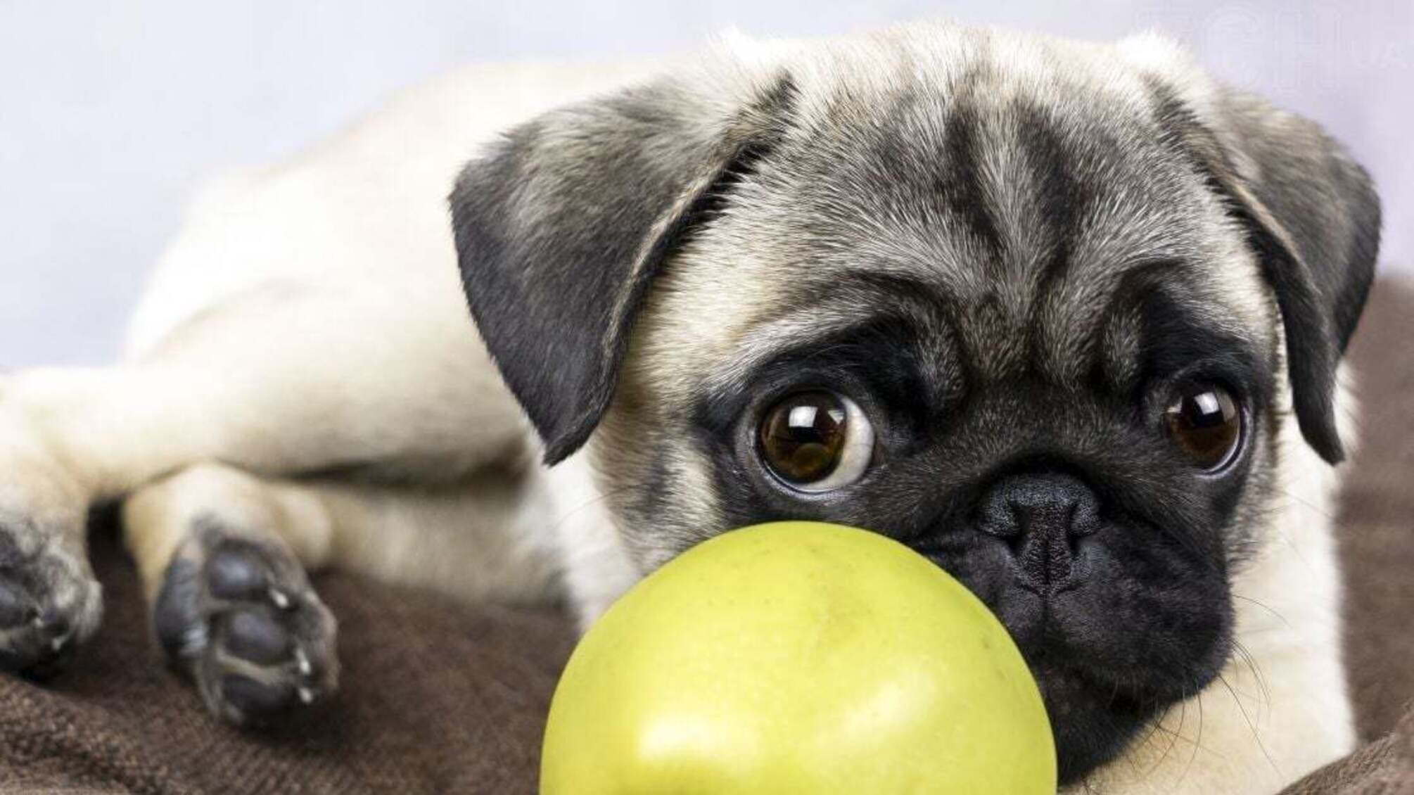 Магнітні бурі та їхній вплив на домашніх тварин: поради для власників