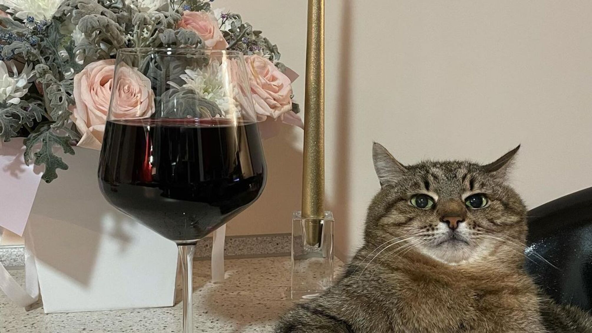 Кіт Степан інстаграм