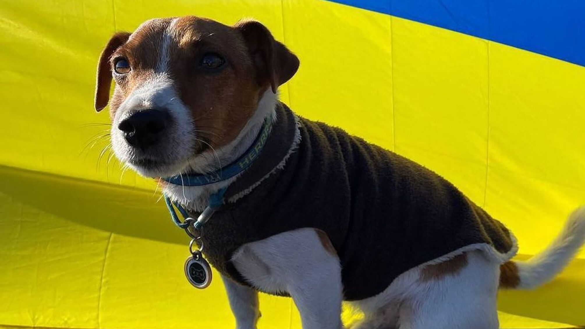 Пес Патрон, український символ стійкості й мужності