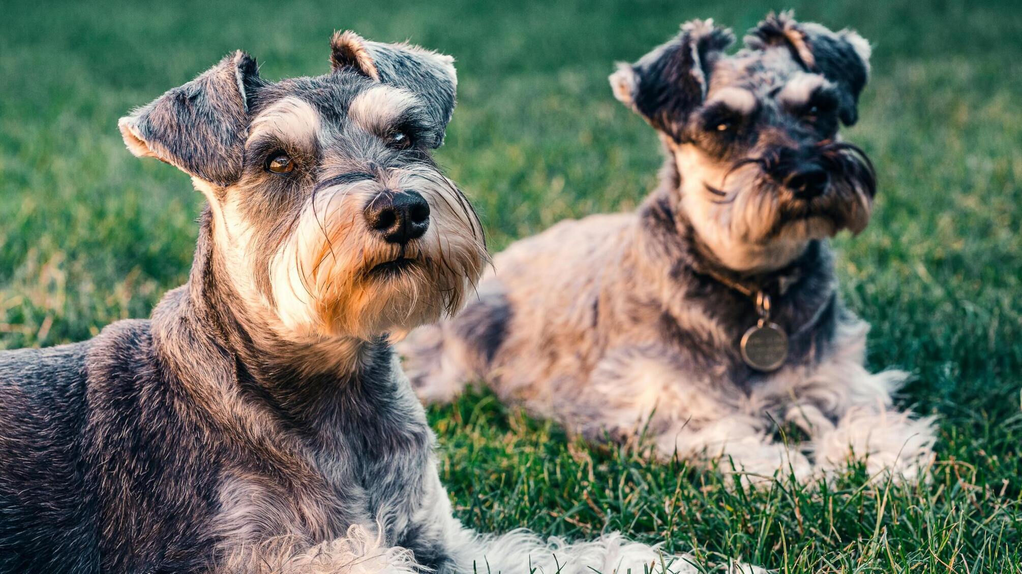 В сети появилось вымышленное объявление об эвакуации бездомных собак