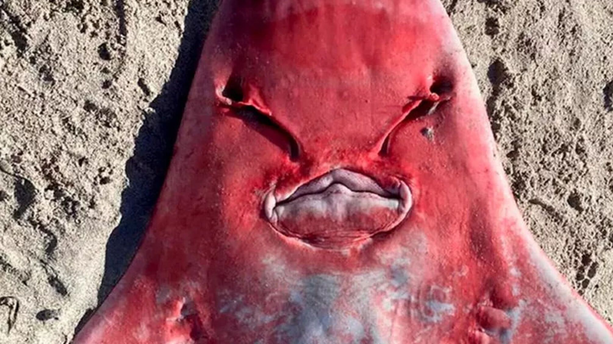 Клинопера акула