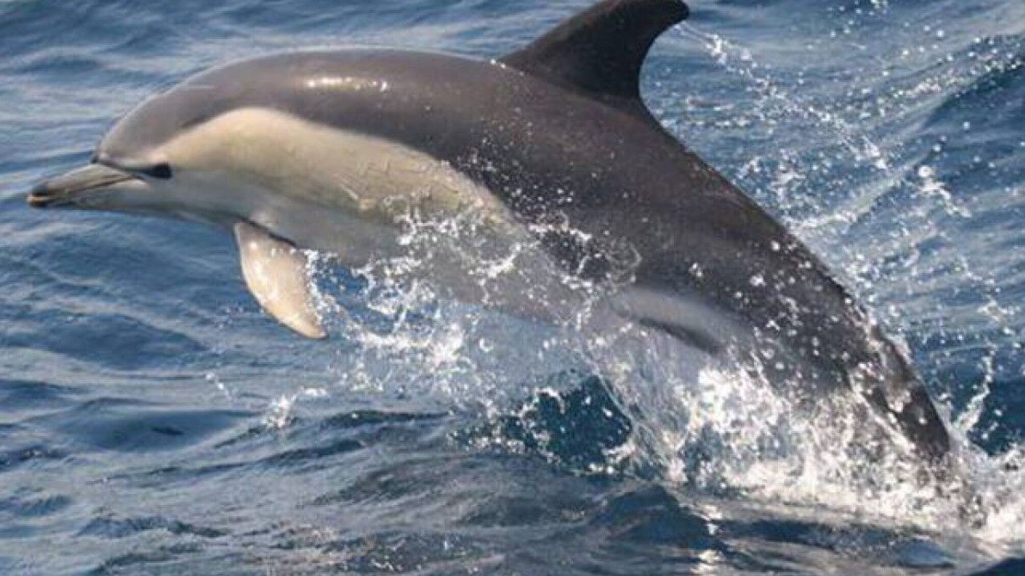 В Дании нашли 'общающегося' дельфина сам с собой из-за одиночества