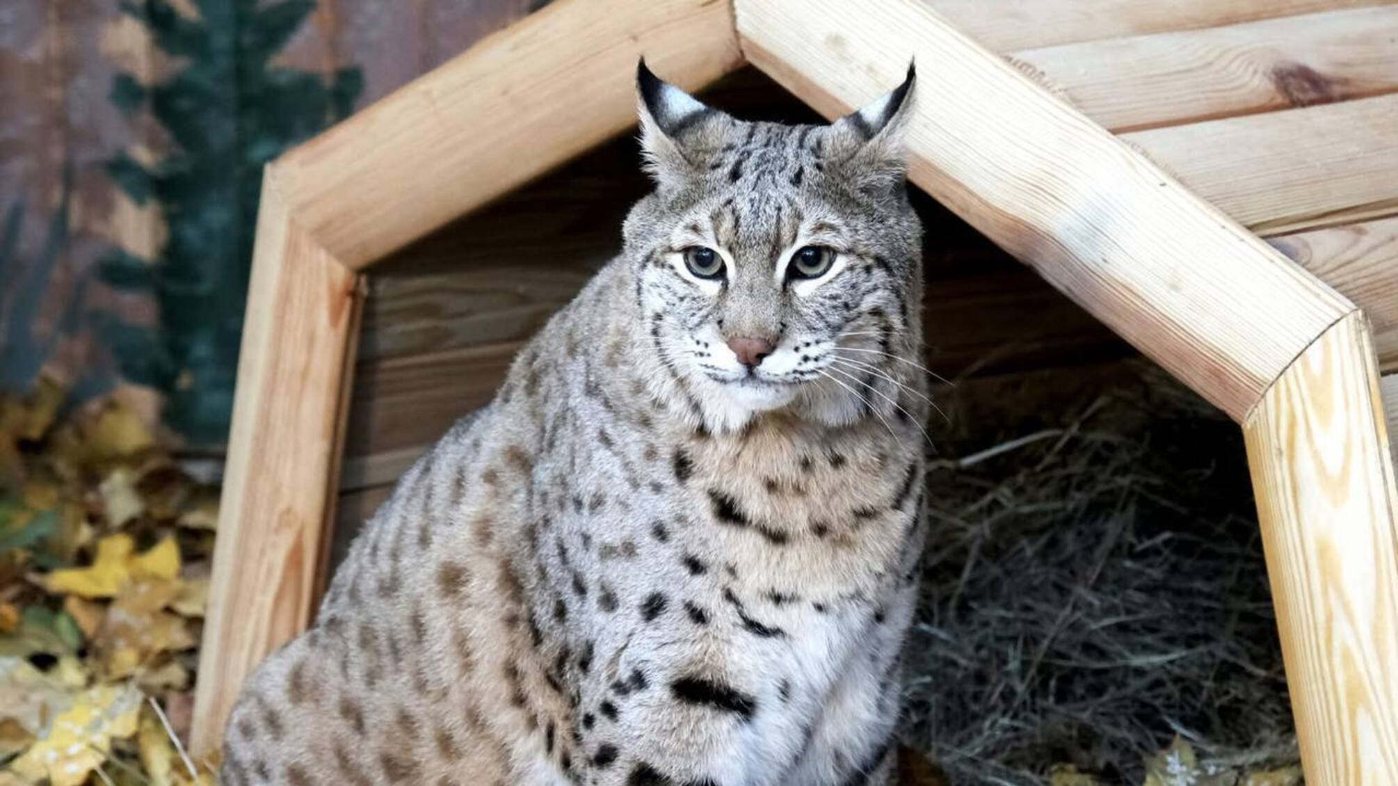 У Києві прихистили рись після п’яти років утримання у тісних клітках