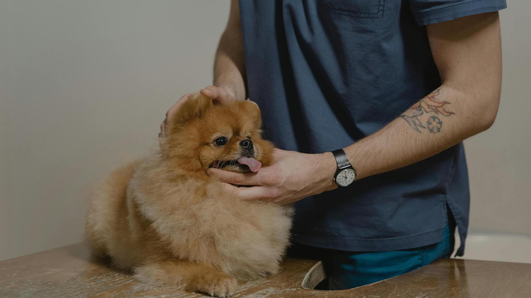 Создание Единого реестра домашних животных