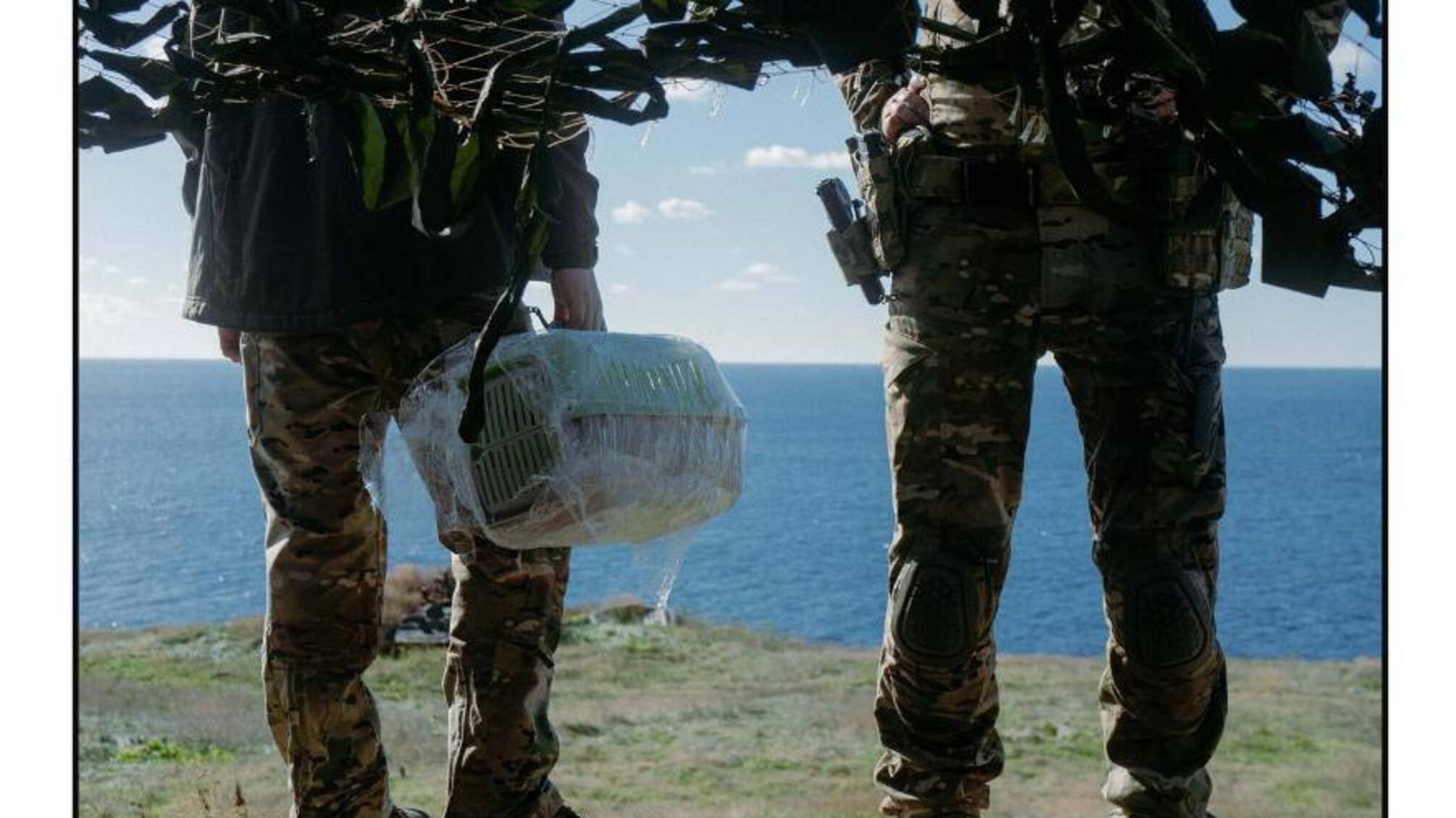 Спасенные коты из Змеиного ждут новых хозяев