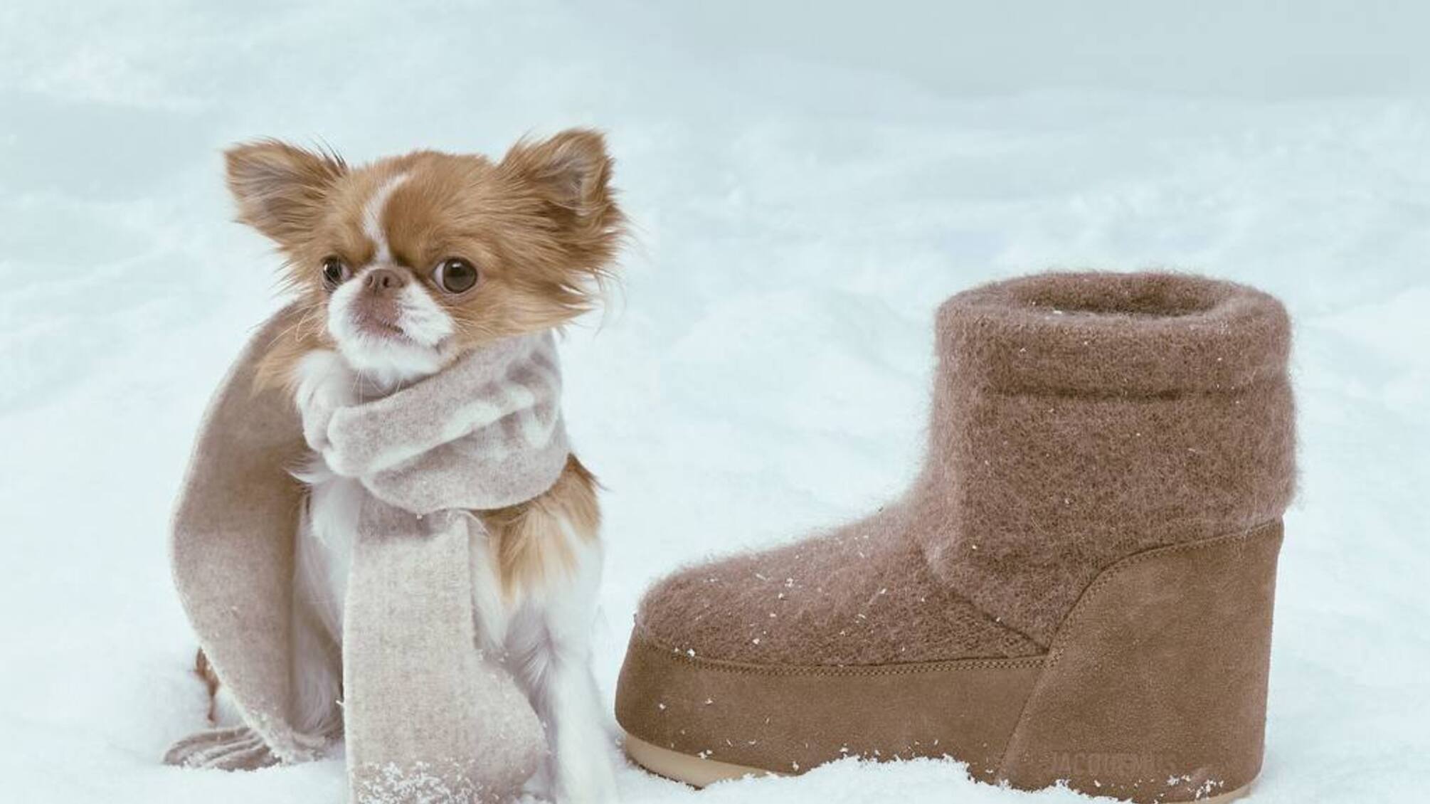 Чихуахуа Демі Мур став зіркою кампанії Jacquemus