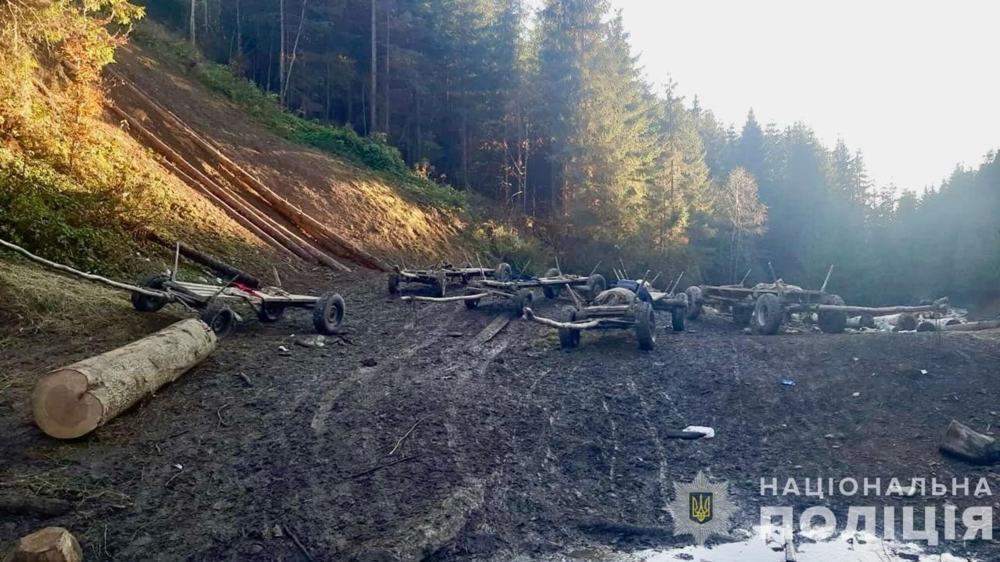 Законопроєкт №9665 націлений на боротьбу з 'чорними лісорубами'