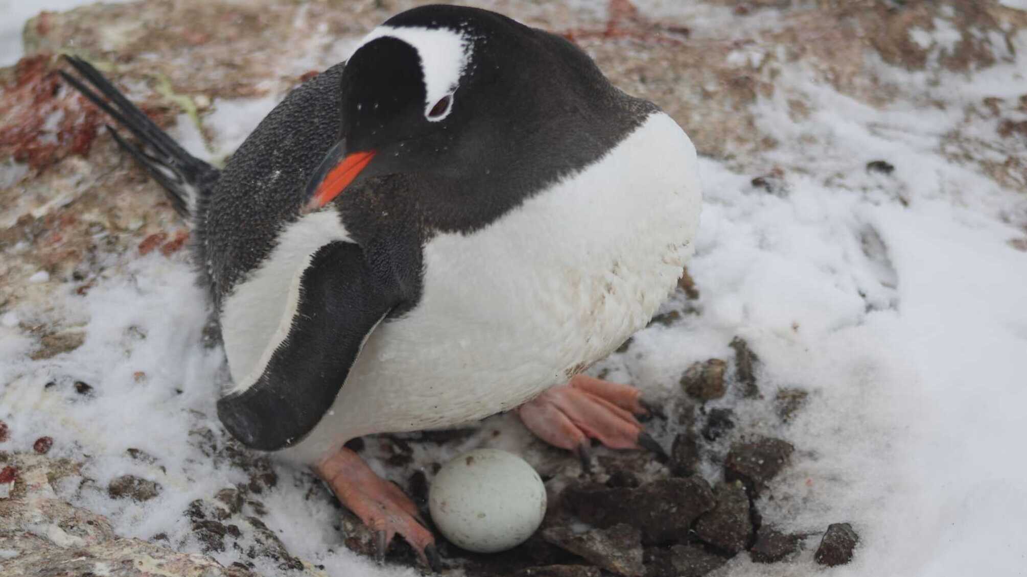 Національний антарктичний центр 'Академік Вернадський' вражає новинами з Антарктики