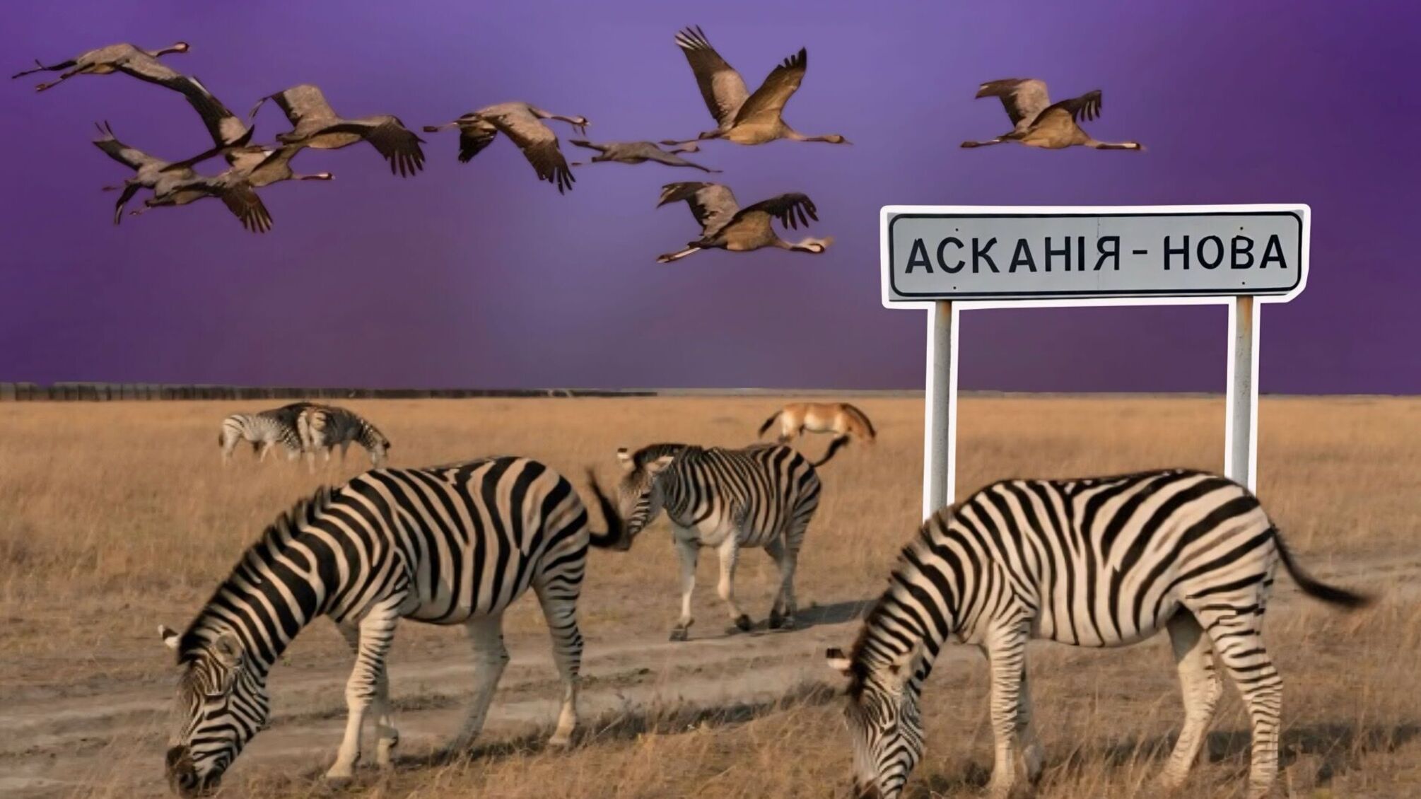 'Аскания-Нова'