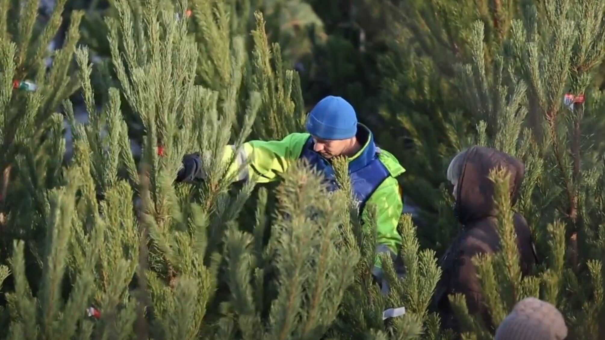 Украинцам грозит штраф до 1700 гривен за покупку елки без документов