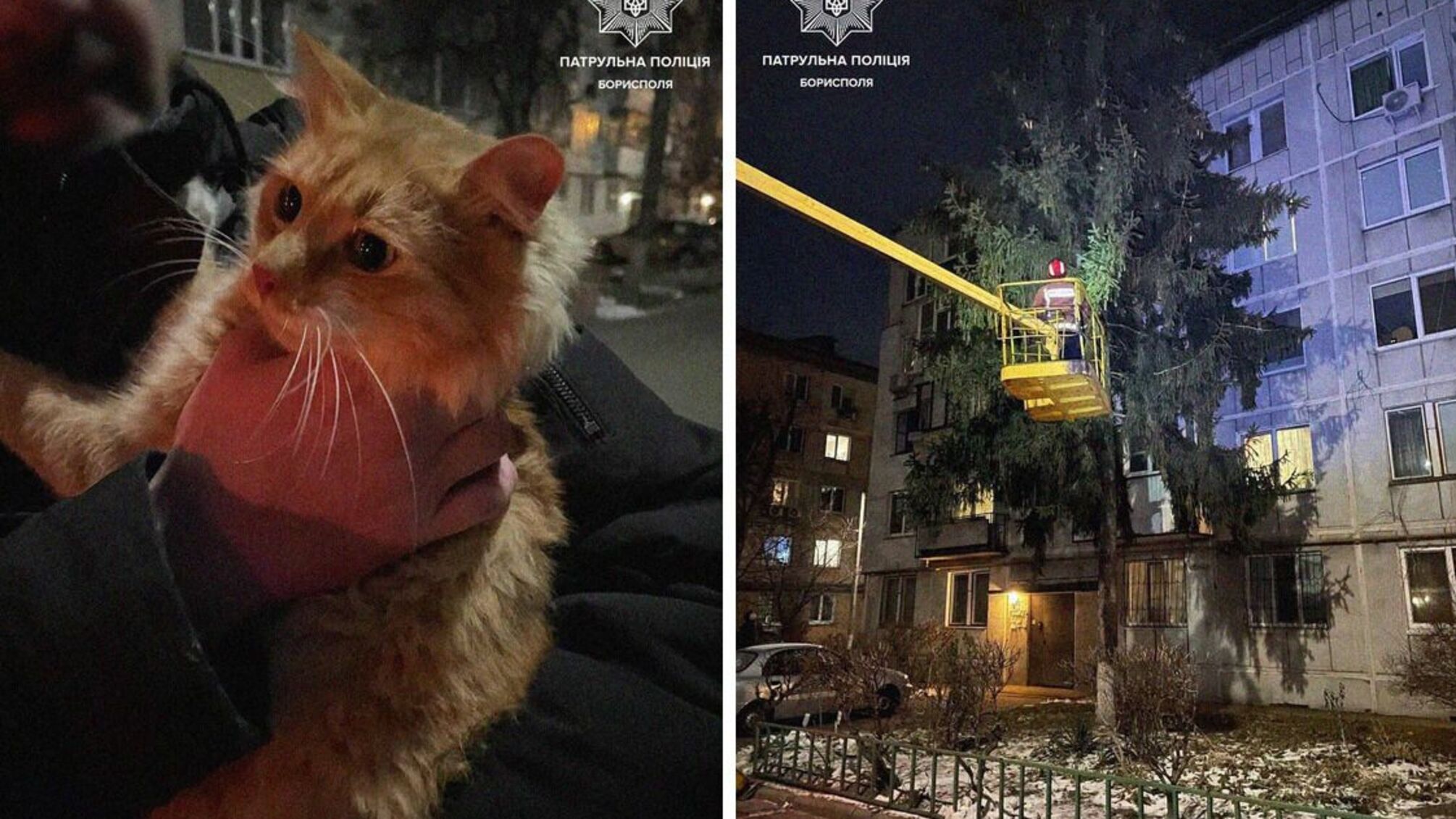 Кота Марсика вернули хозяину после сложной операции по спасению