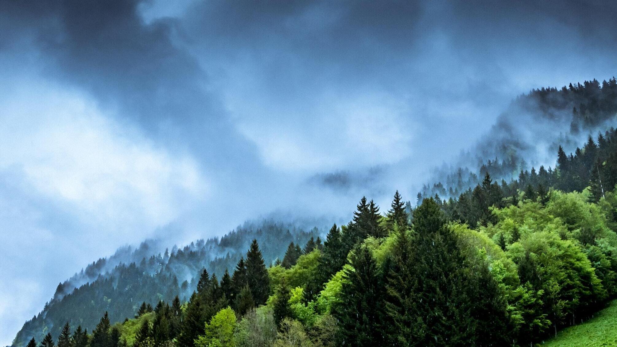 Семь малозаметных климатических прорывов 2024 года: что изменилось для природы