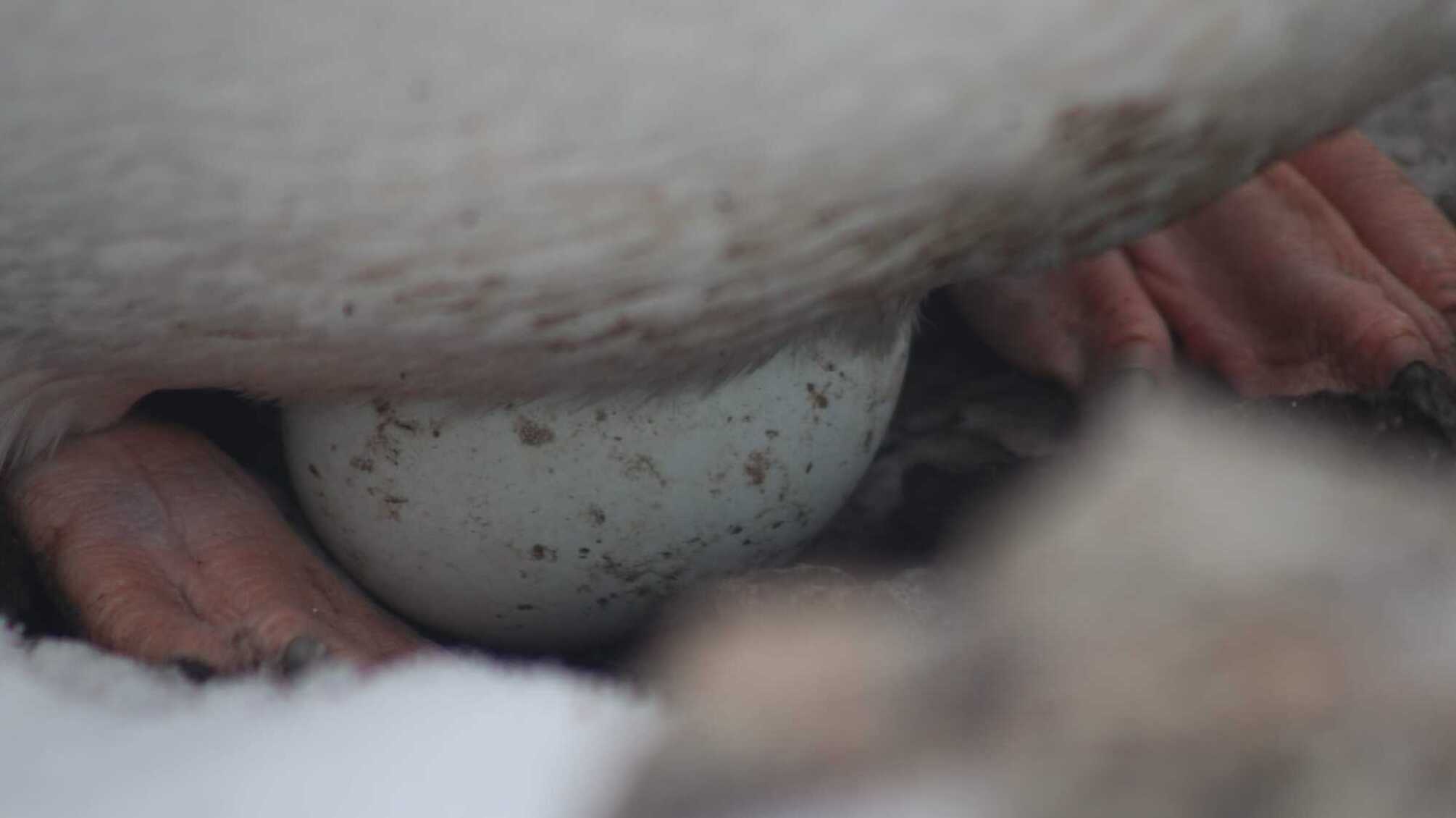 Полярники зі станції 'Академік Вернадської' показали перше відео новонароджених пінгвінят