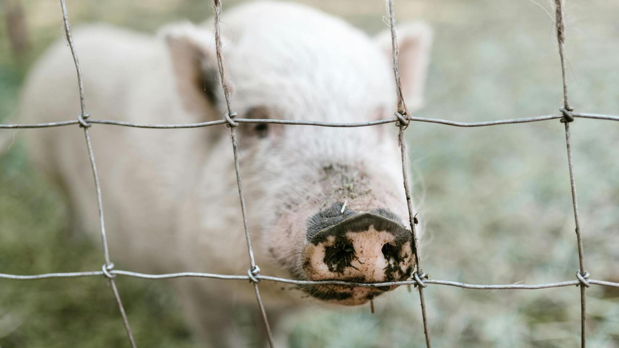 Вспышка африканской чумы свиней