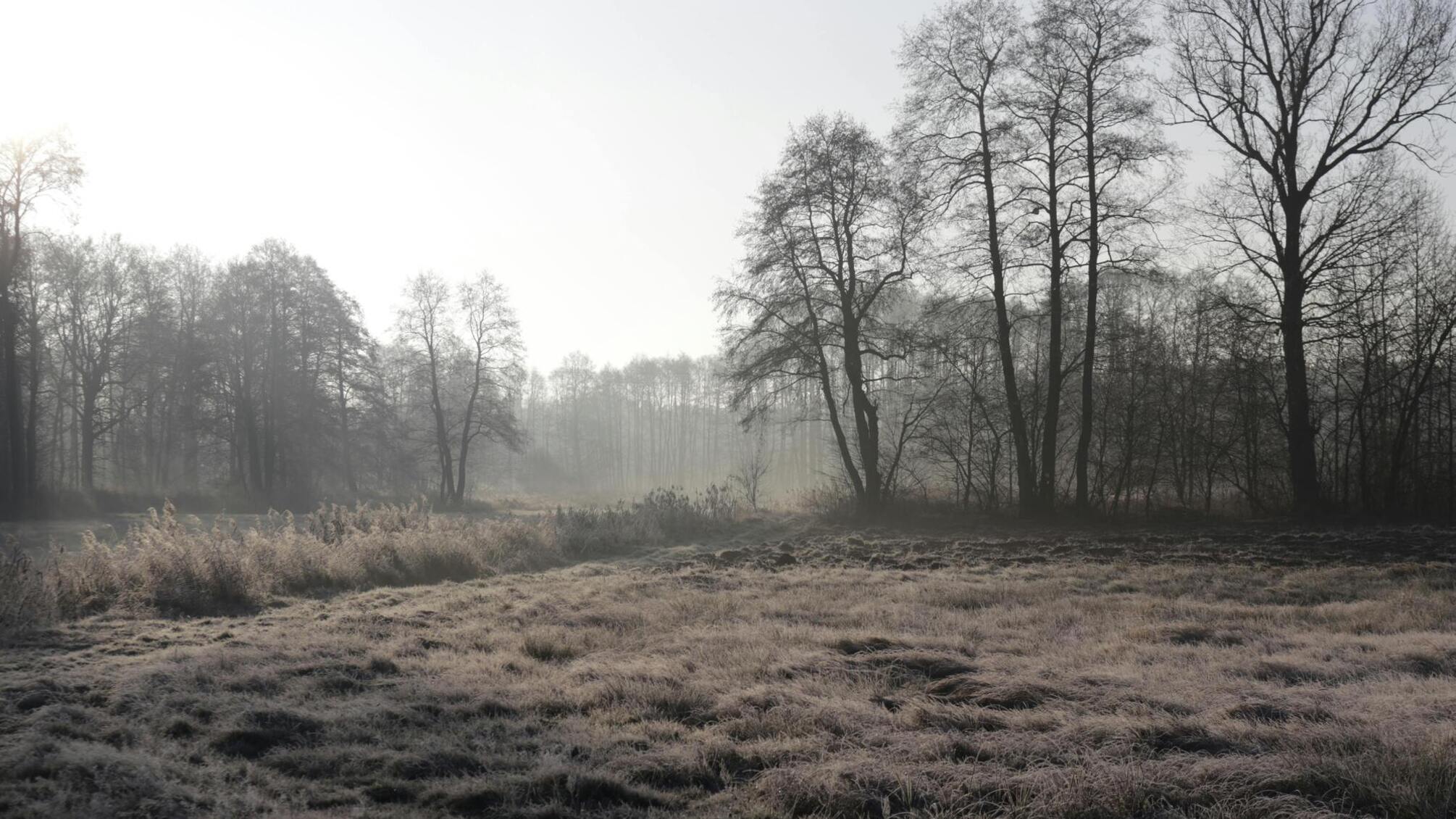 Погода у січні 2025