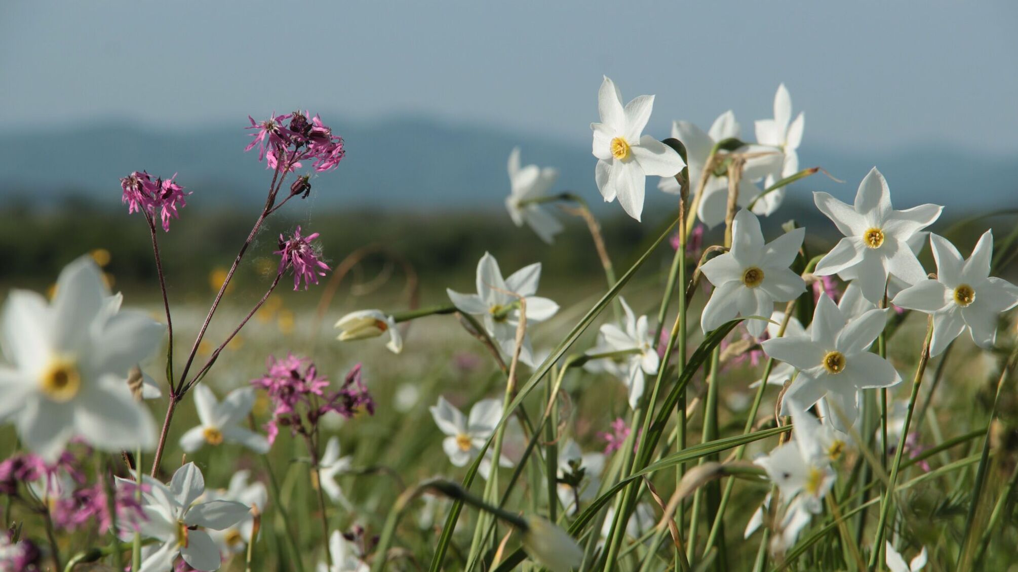 Долина Нарцисів