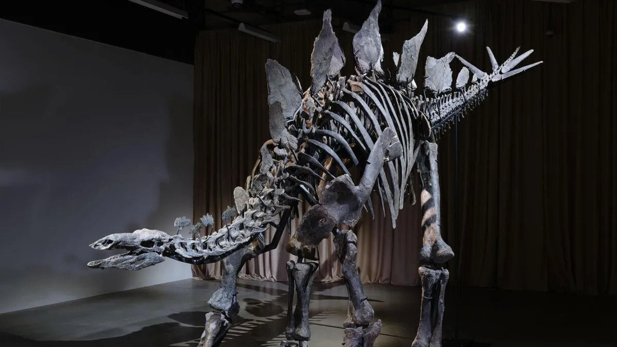 Як скелет стегозавра за $44,6 мільйона відкриває нові горизонти науки