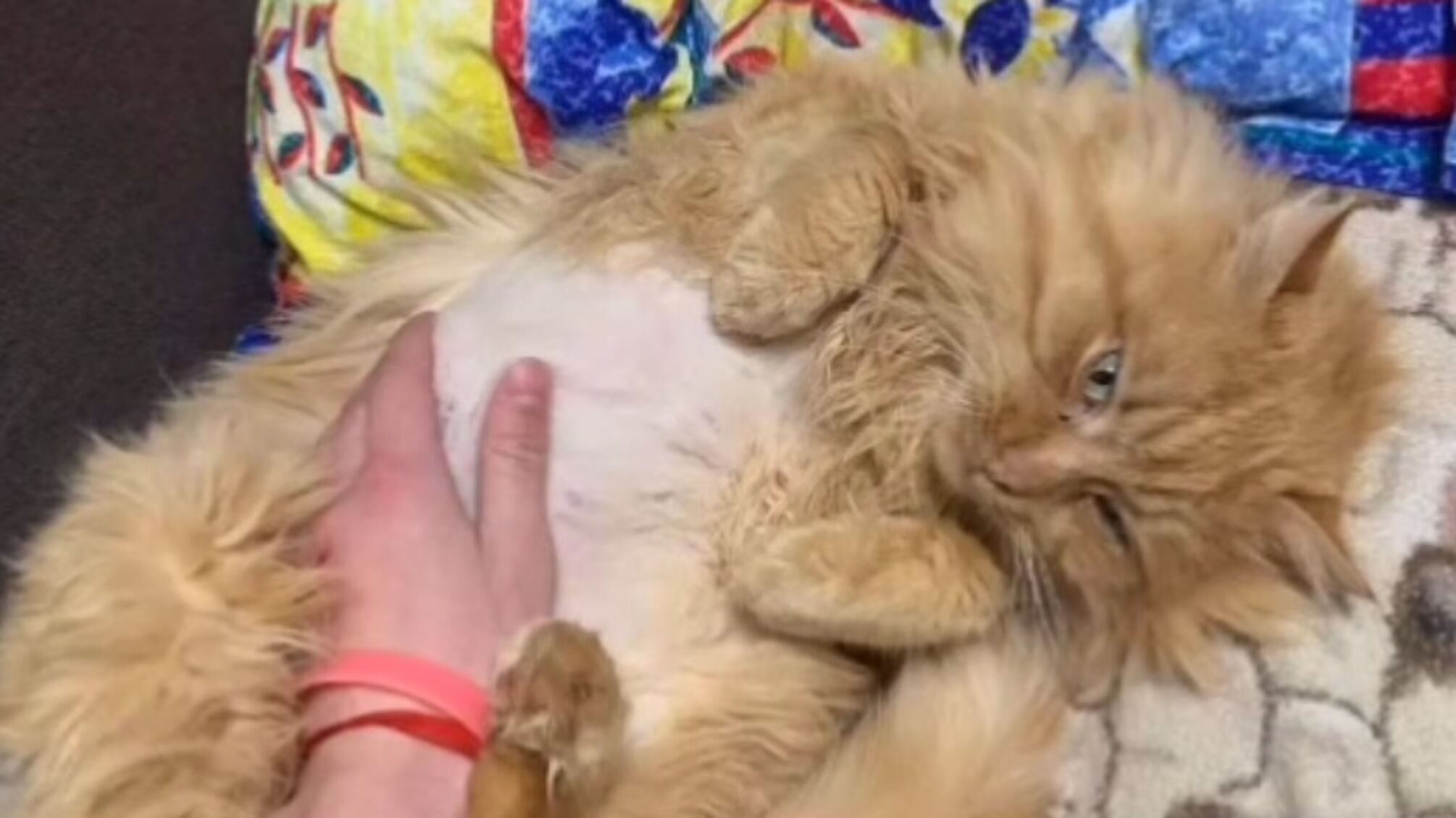 Пухнастий директор - кіт Рудик знайшов собі дім, господаря та покликання