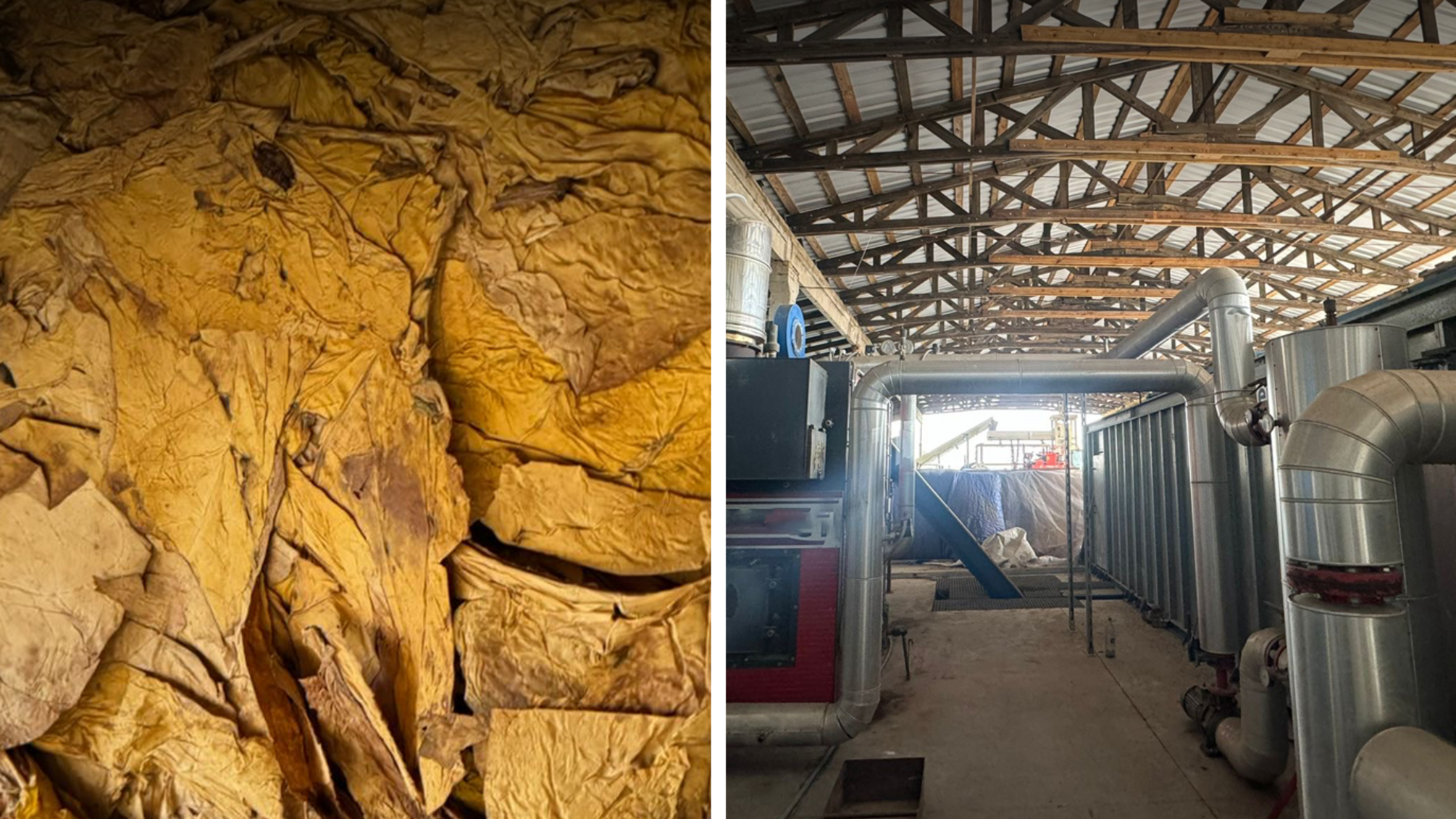 Виробництво тютюну