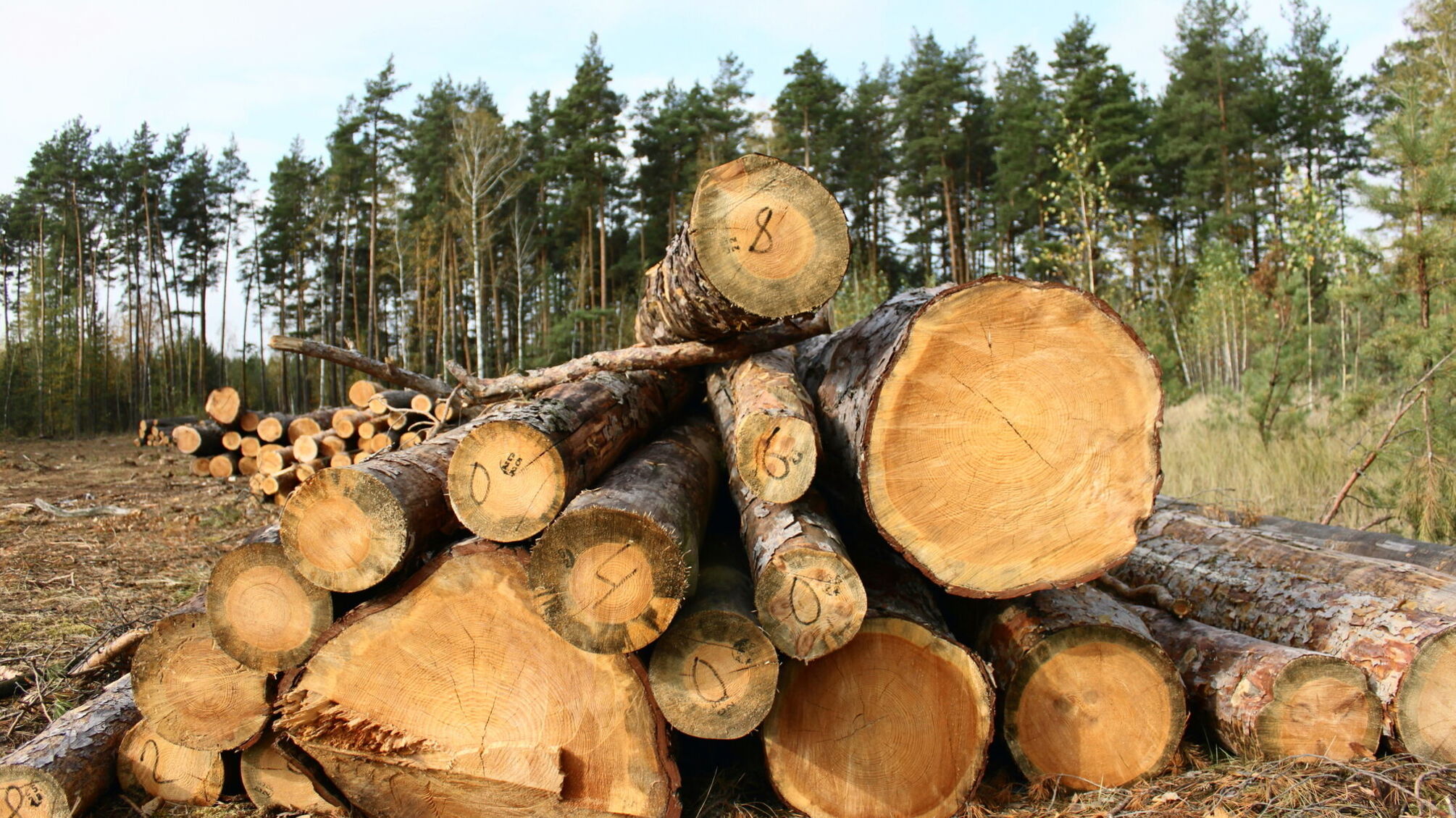 'Нарубили' на 13 млн: Закарпатье разоблачена масштабная схема с участием государственных лесоводов