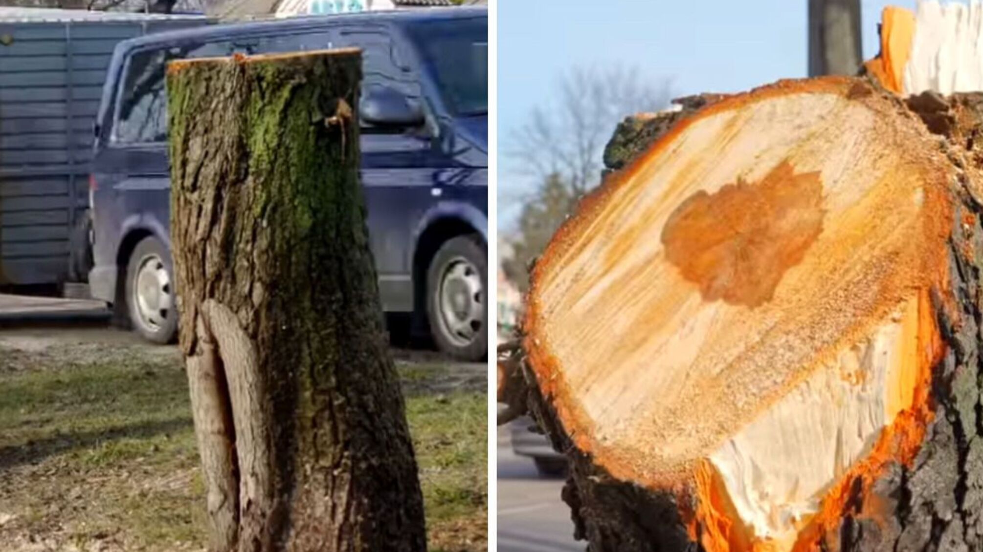 Макдрайв вместо аллеи каштанов? В Броварах местные жалуются на уничтожение деревьев с коммунальной земли