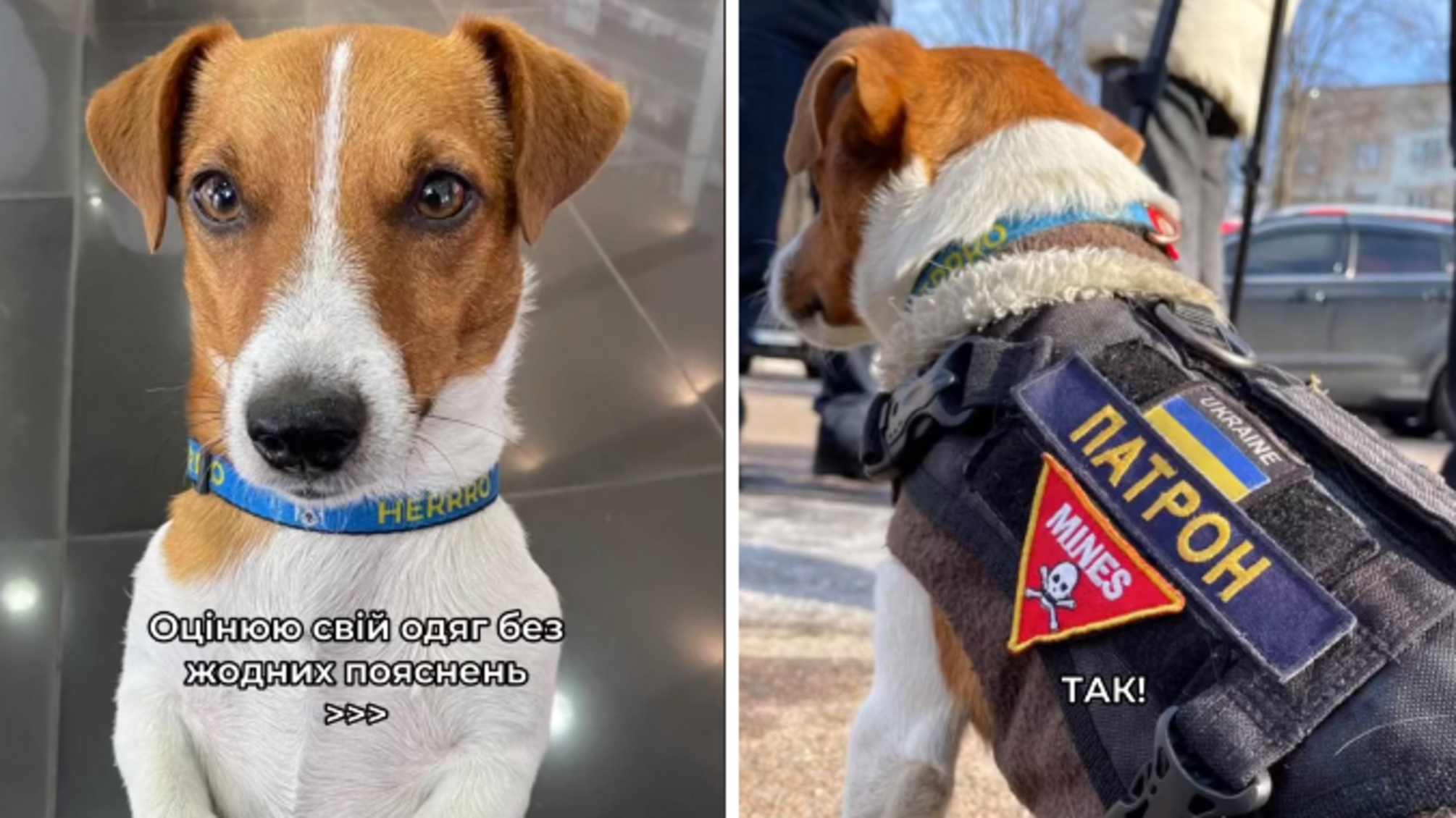 Пес Патрон выставил подборку своих модных 'луков'