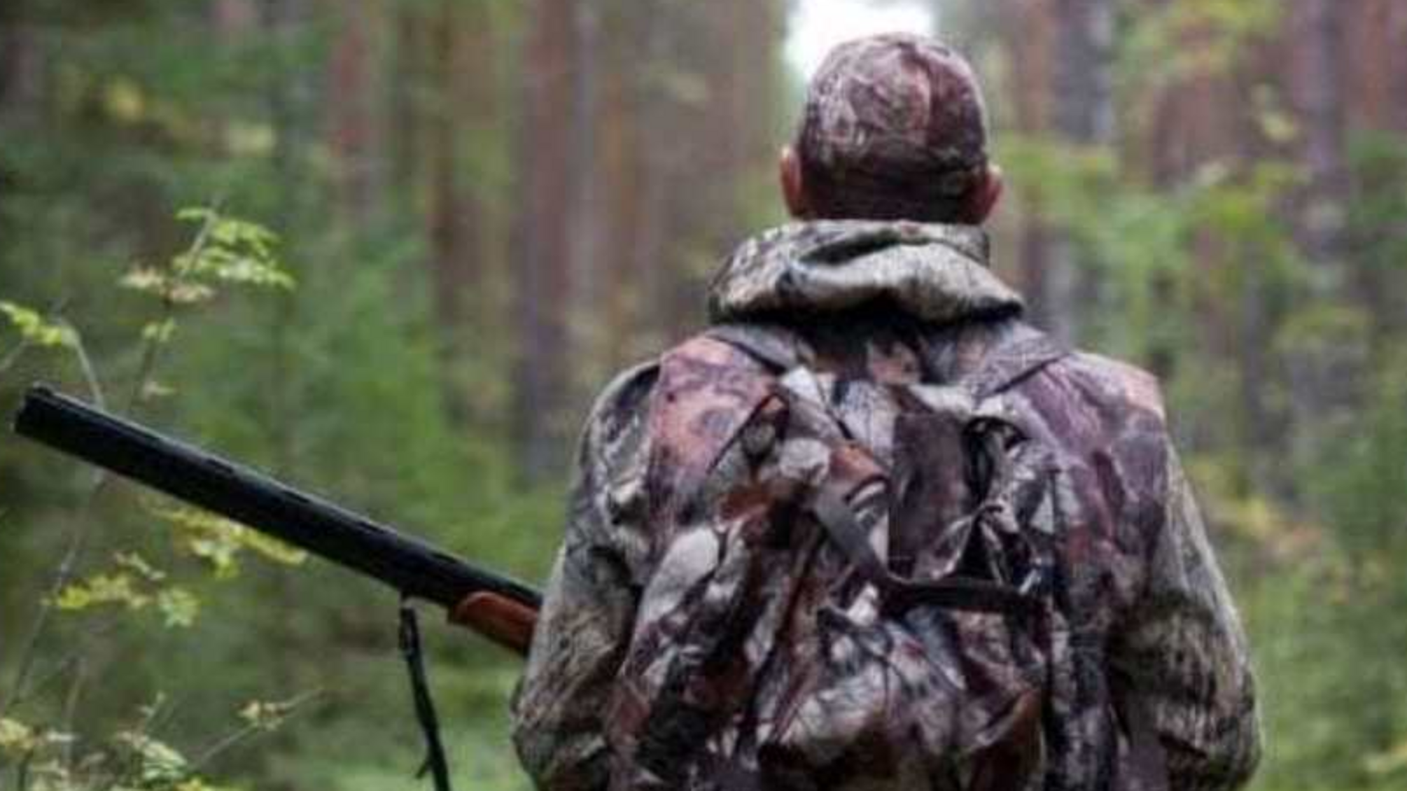 В Україні дозволили 'санітарне полювання' на хижих тварин через сказ