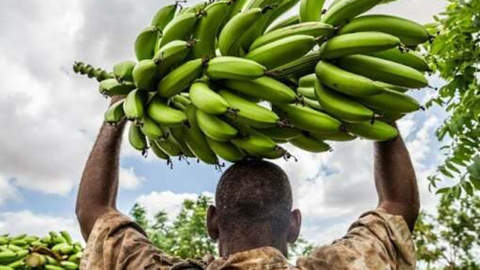 Бананы в обмен на запрет поставок оружия Украине: Эквадор подвергся давлению россии