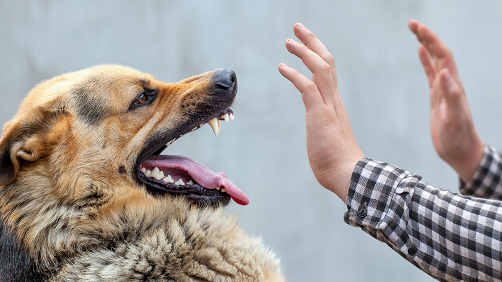 На Київщині виявлено сказ