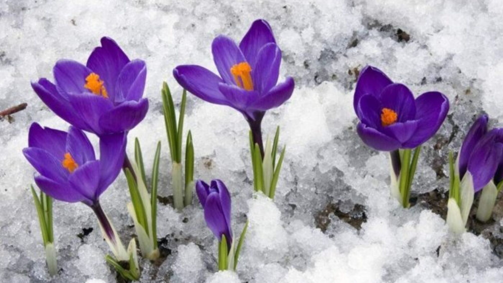 Государственная экологическая инспекция начинает операцию «Первоцвет-2024»