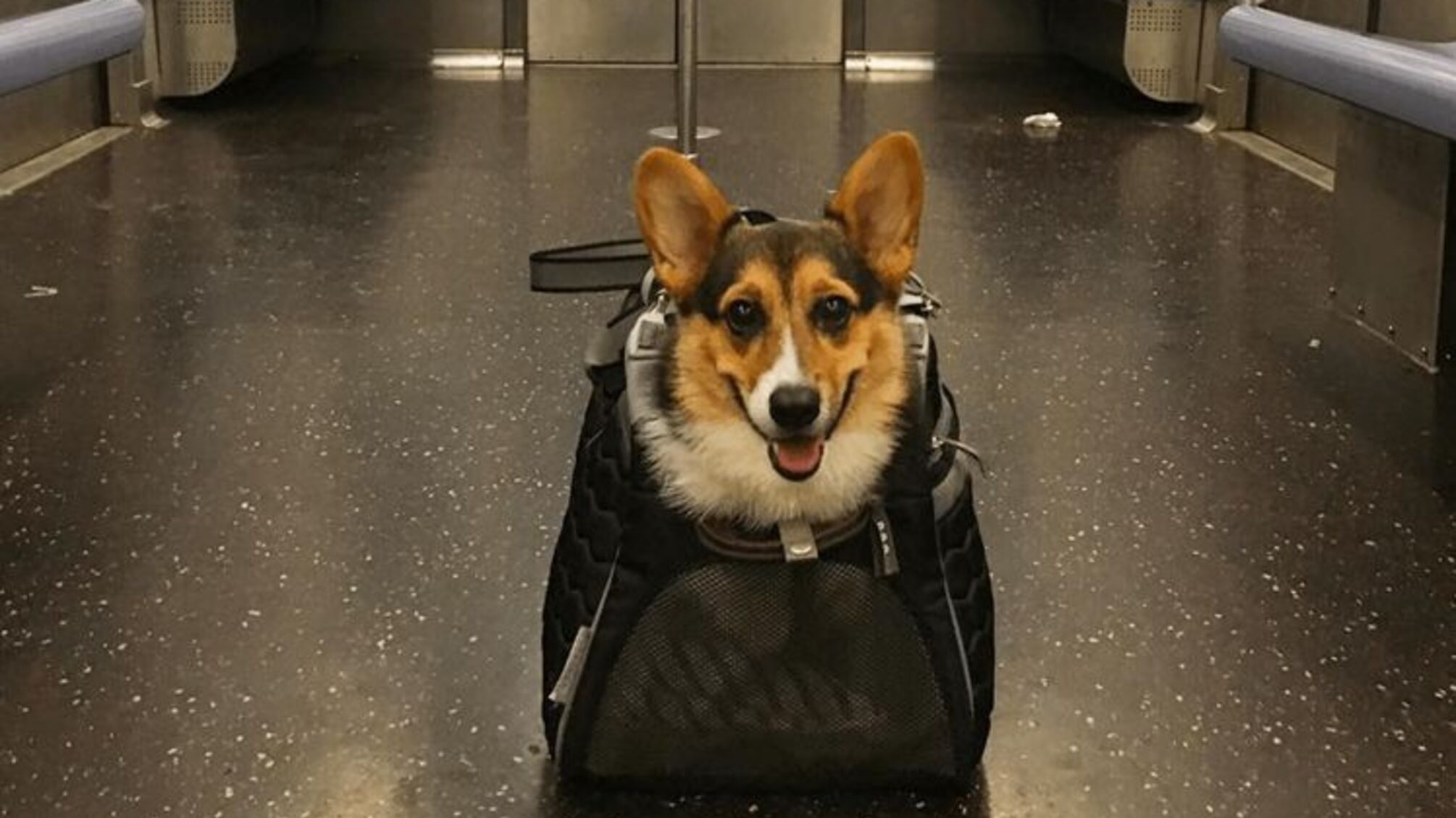 Бери чотирилапого із собою: у київському метро можуть дозволити проїзд із собаками