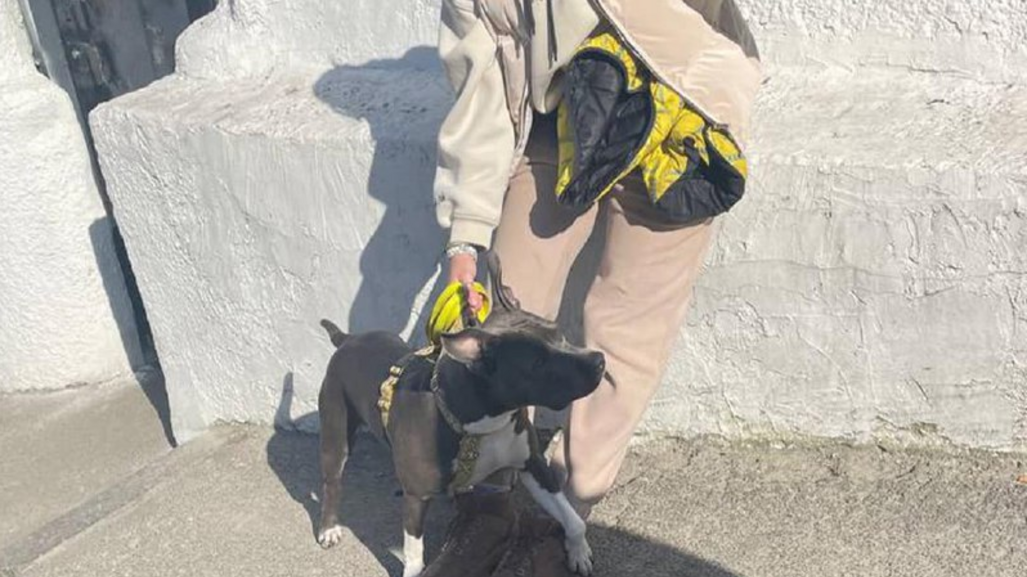 Выгул собак