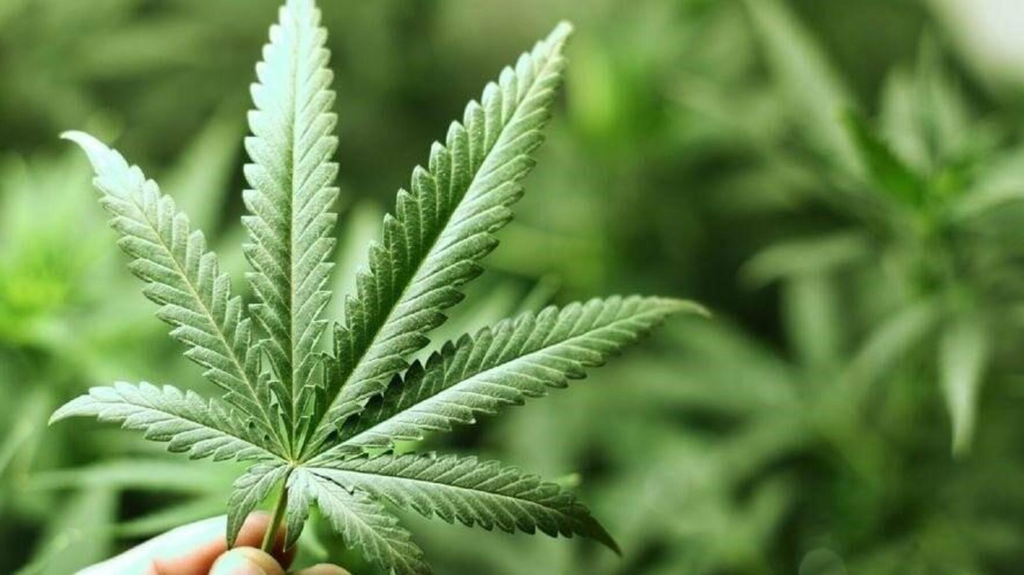 Листья марихуаны в руках