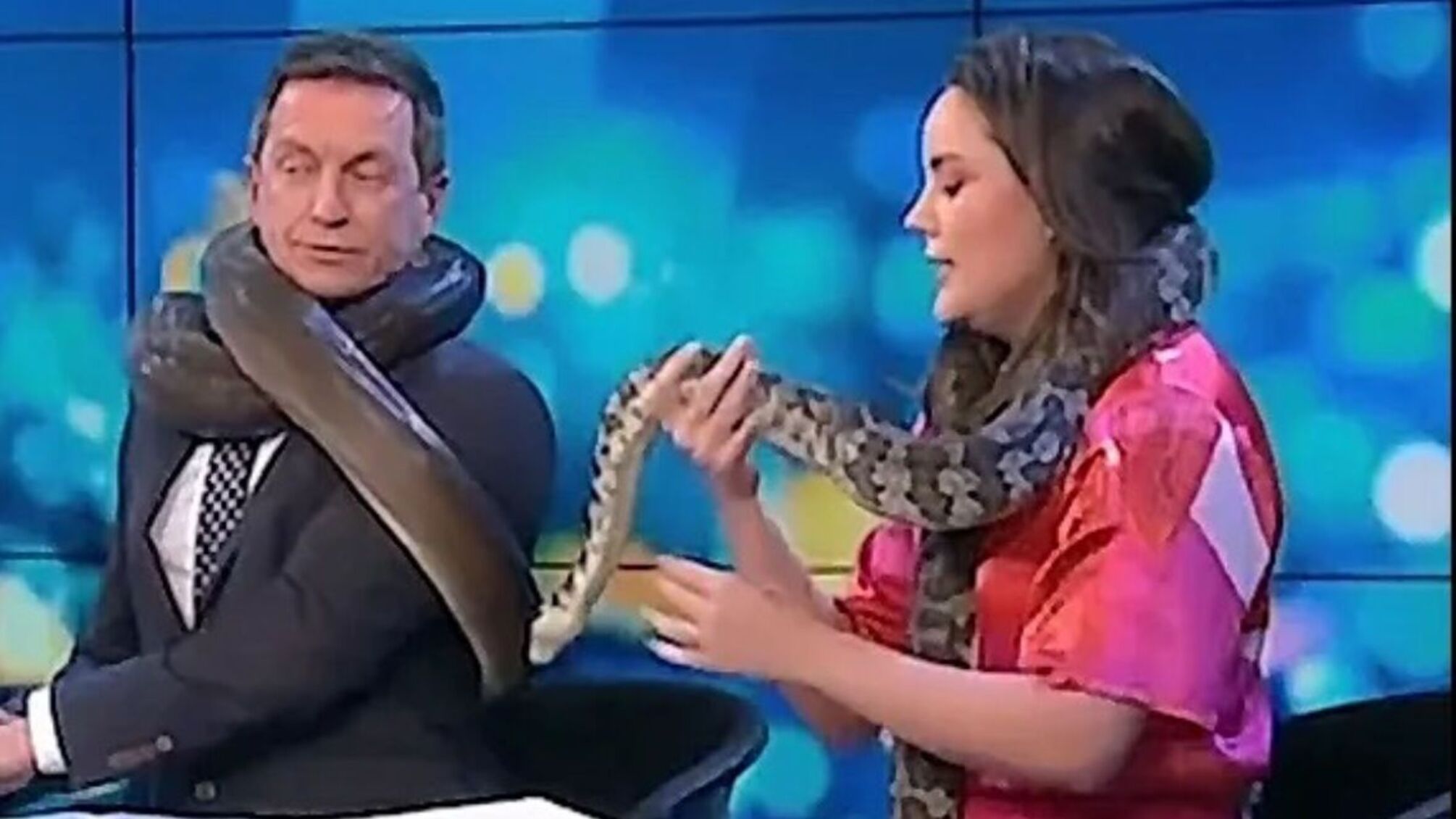 Змея чуть не задушила телезвезду Австралии в прямом эфире