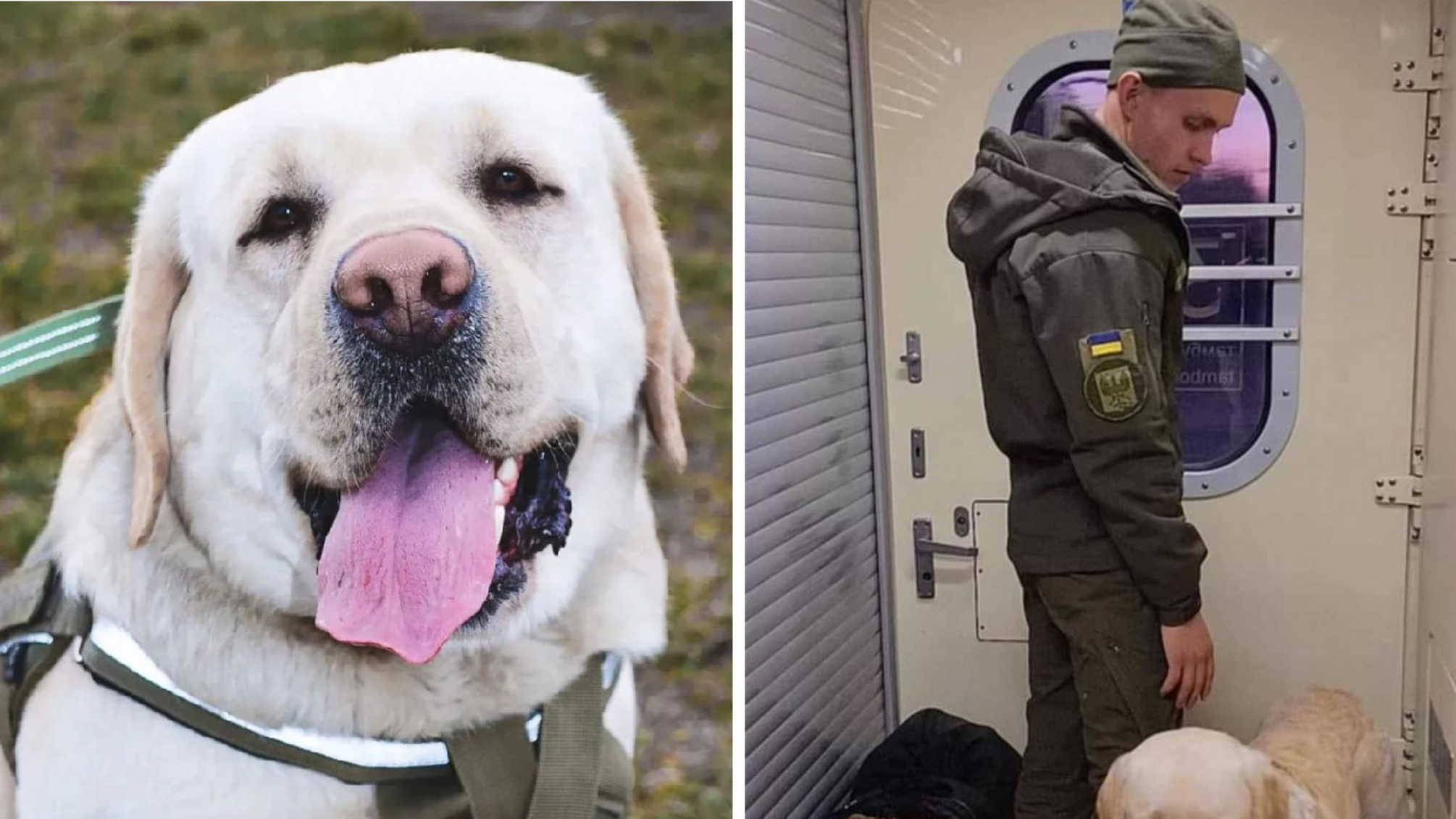 'Ситуация не была такой обескураживающей': в Нацгвардии отреагировали на ситуации с военным, которого не пустили с собакой в весе