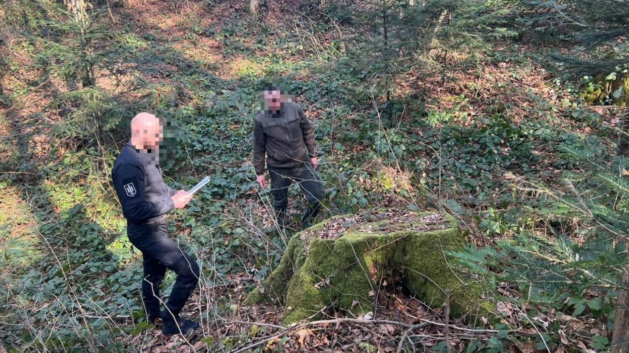 Повирубували дерев на 64 млн грн: ДБР повідомило про підозру керівникам лісгоспів Львівщини