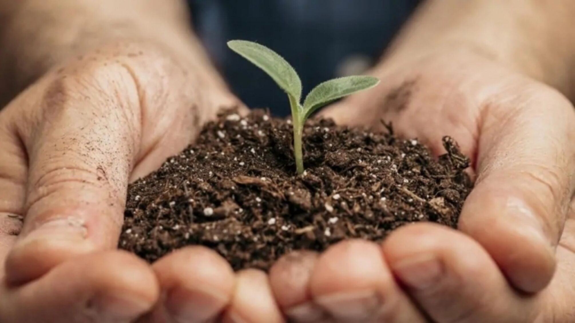 Росток в руках