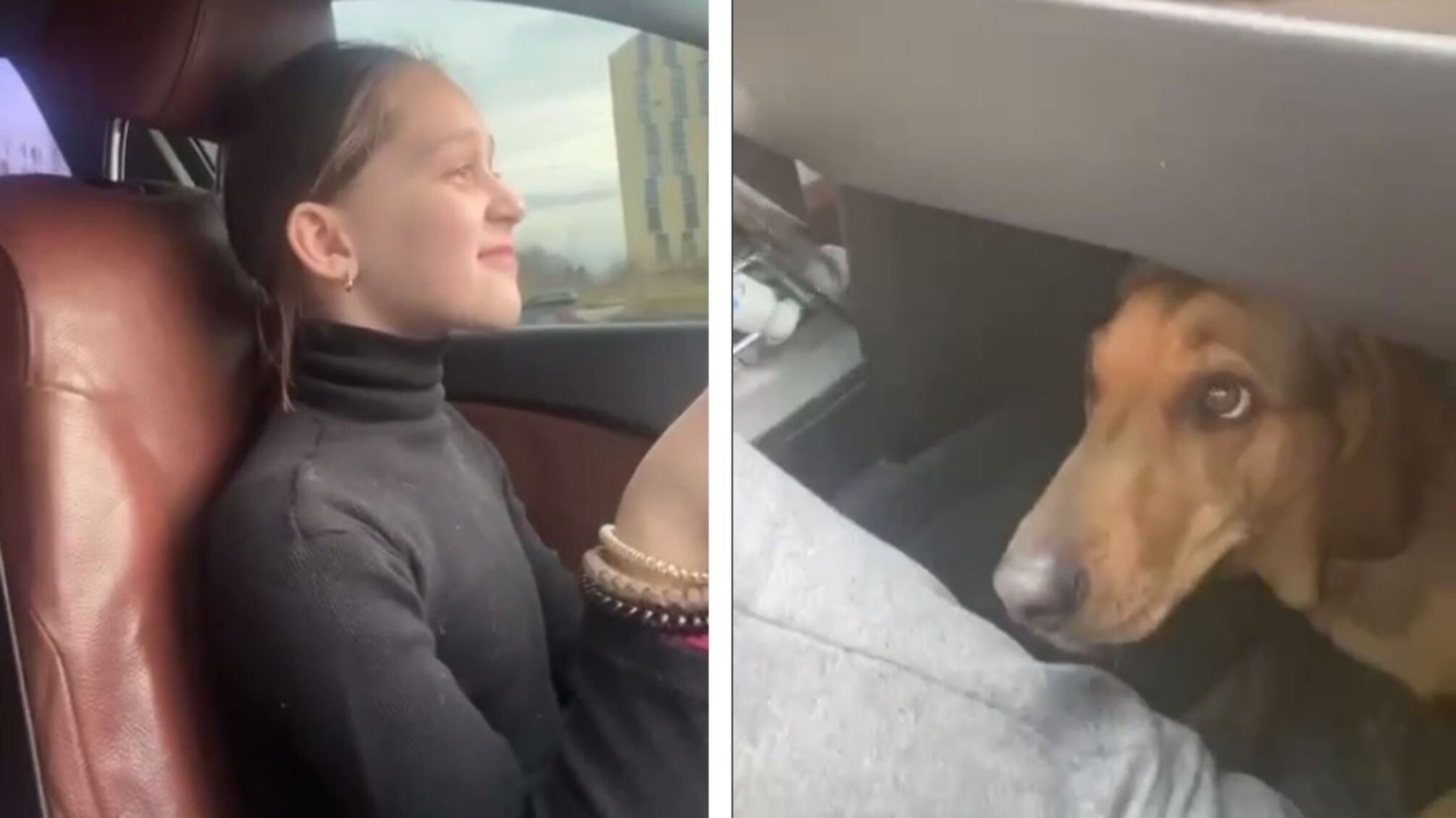 Видео где ребенок едет за рулем, а собака переживает за него больше родного отца, стало вирусным