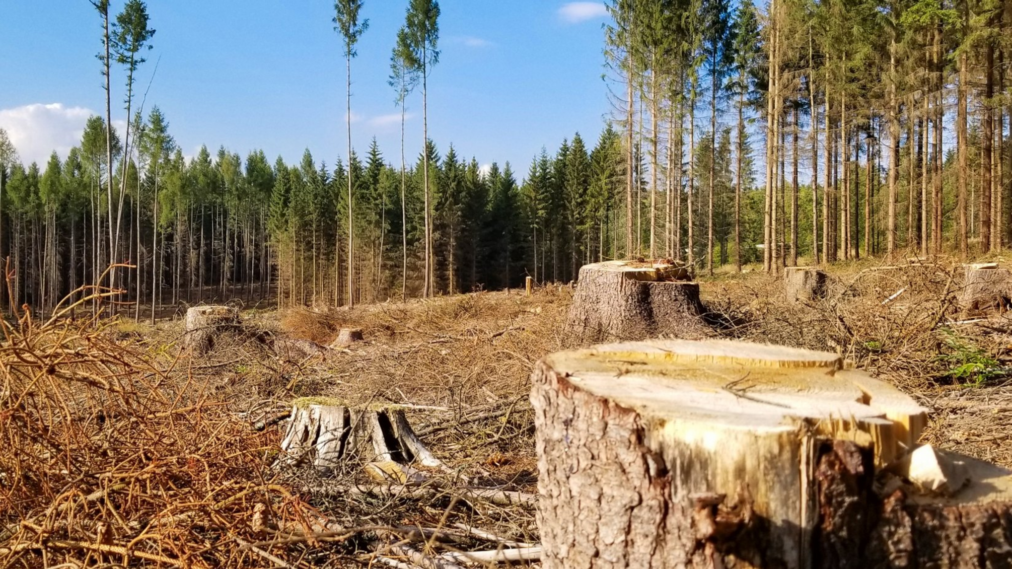 ДБР, вырубка лесов