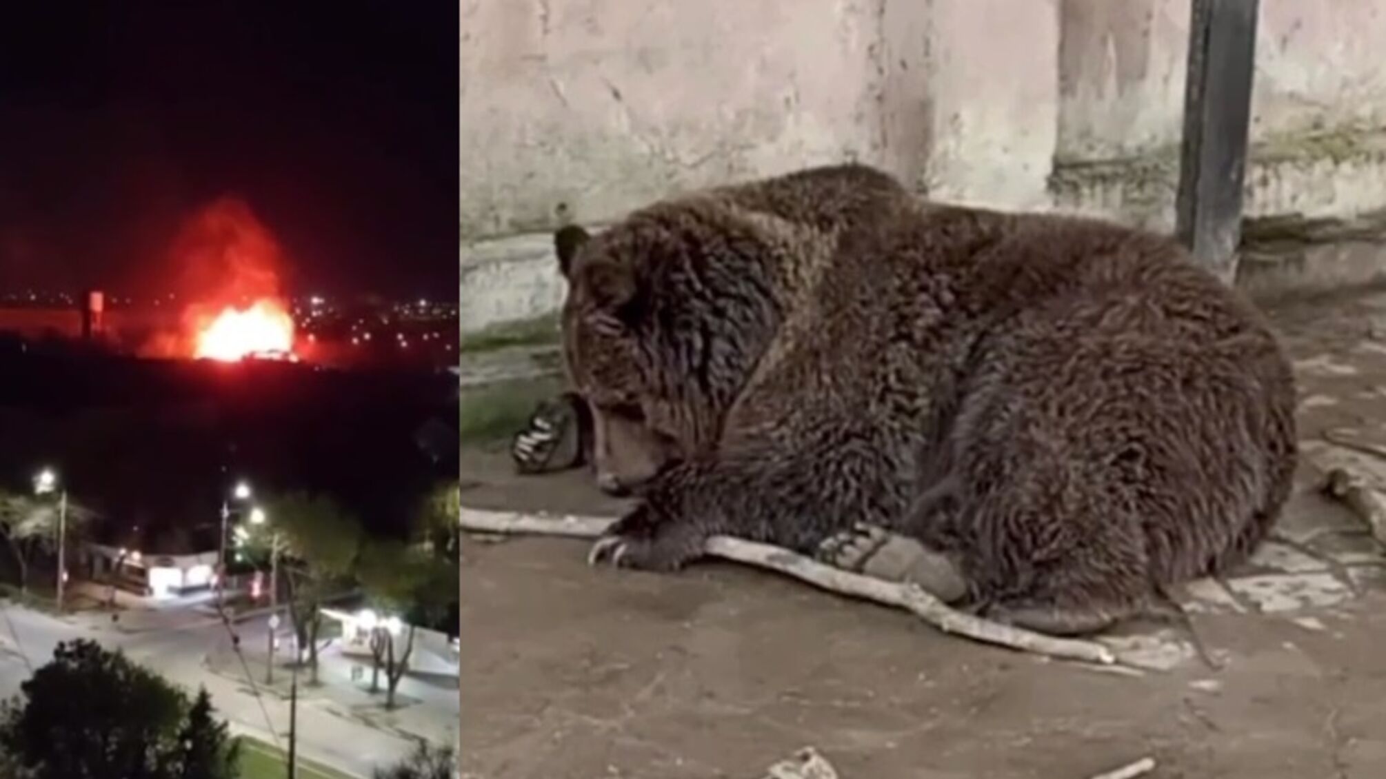 Екзотаріум в окупованій Євпаторії зруйновано вогнем