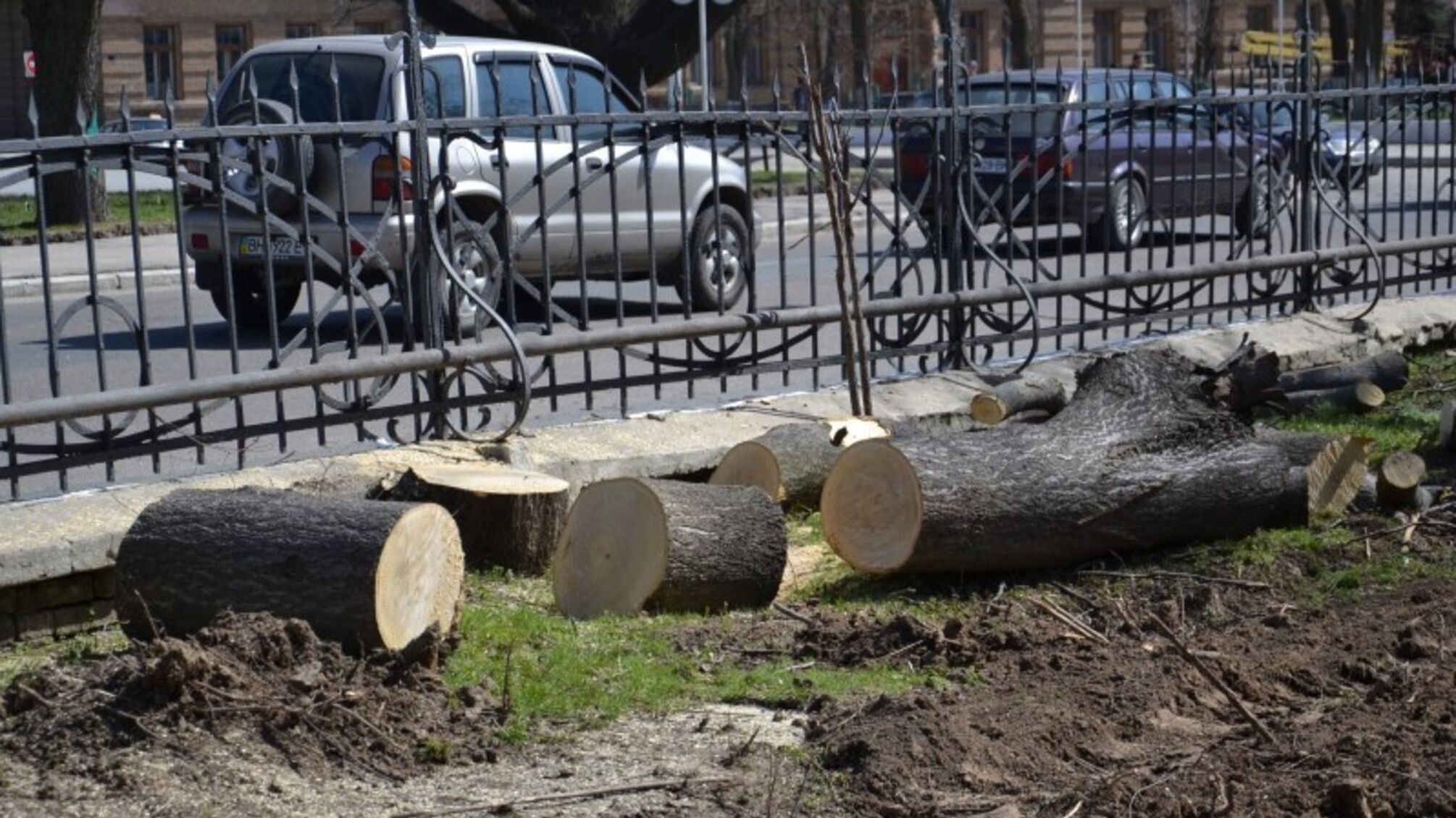 обрезанные деревья у дороги