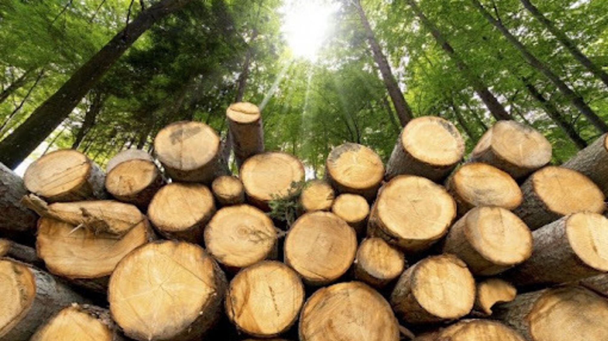 Растрата государственного имущества лесопредприятия: в Винницкой области будут судить организованную группу