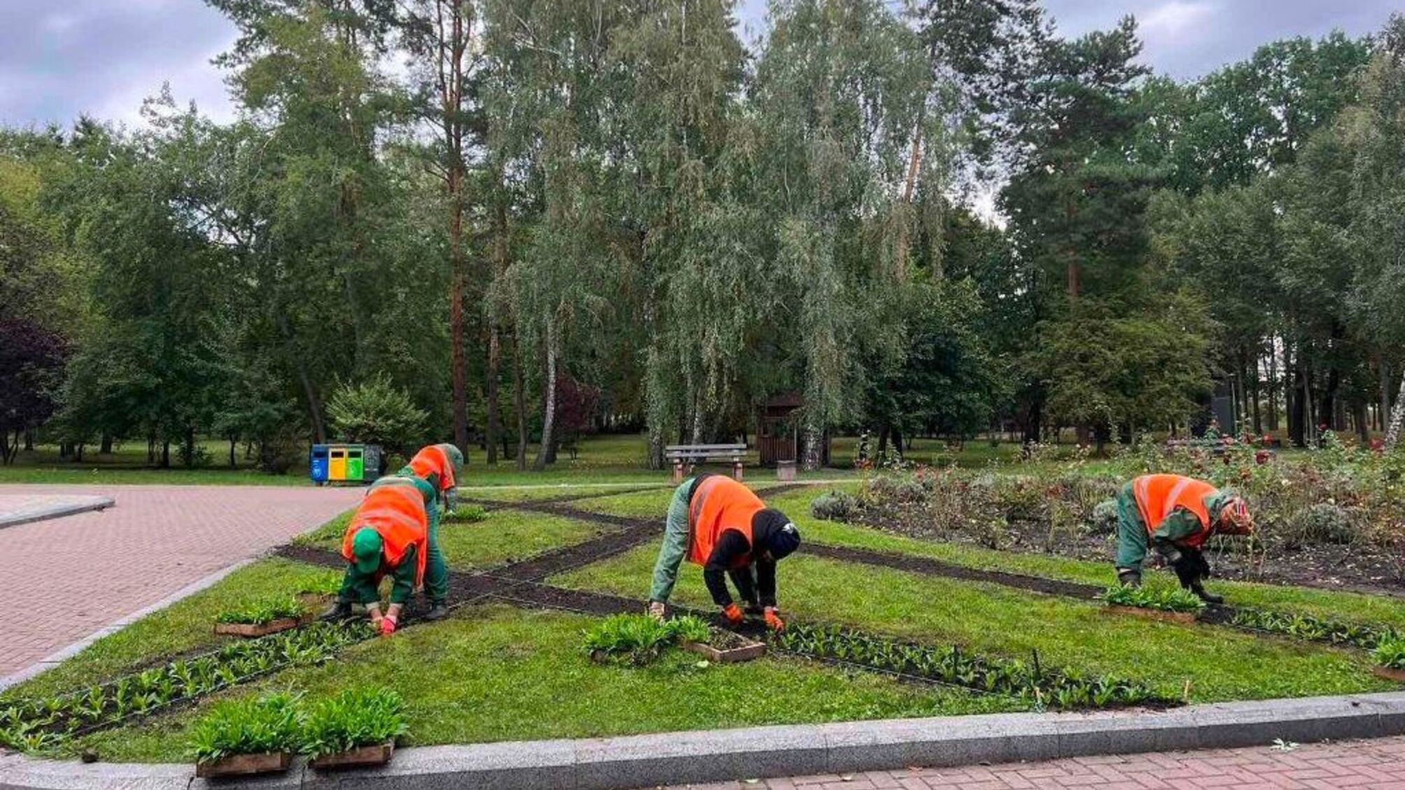 Столична влада витрачає мільйони на дерева під час війни