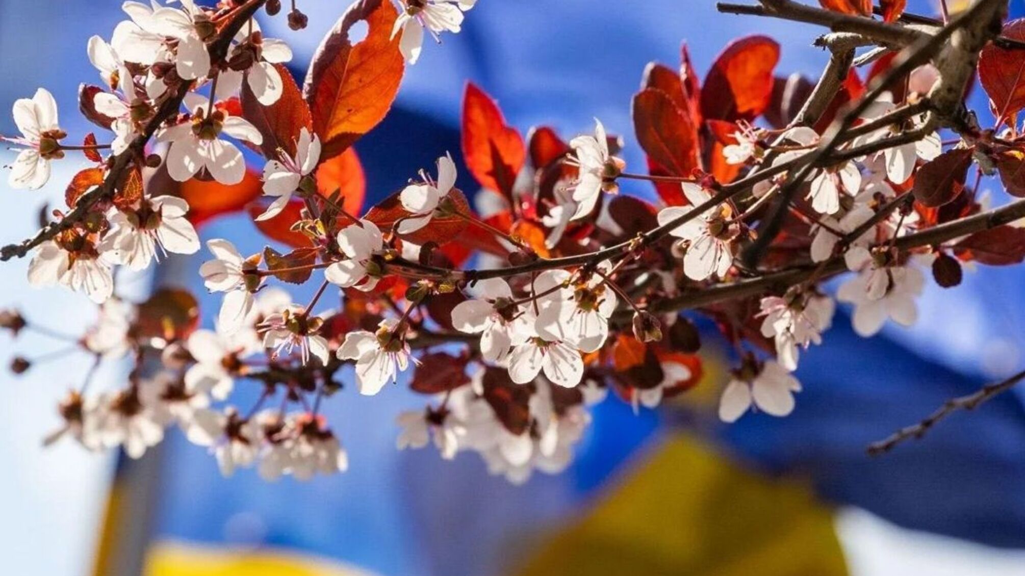 Міжнародний день чаю та церковне свято святої Олени: традиції та прикмети 21 травня