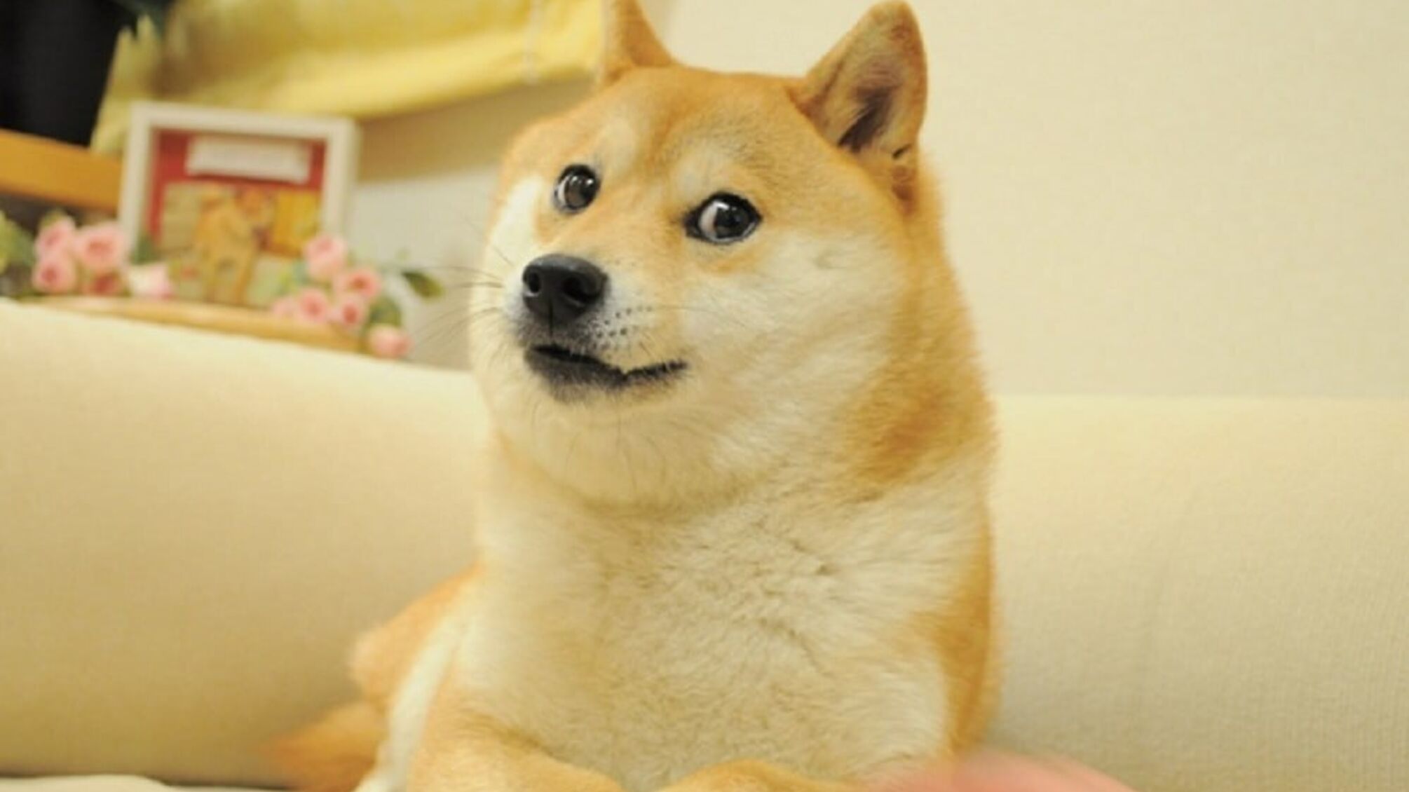 Прощай, легенда! В Японии умерла собака-сенсация, прототип мема Doge
