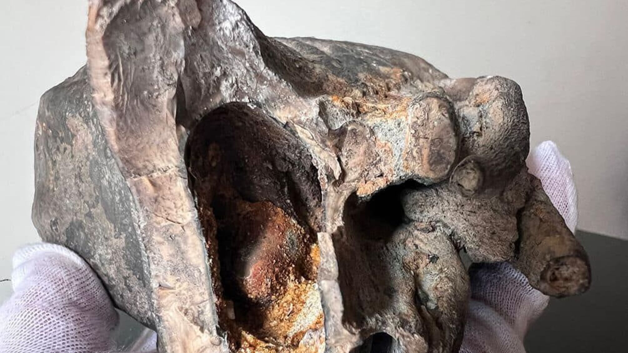 Київські митники вилучили з посилки до Катару зуб мамонта