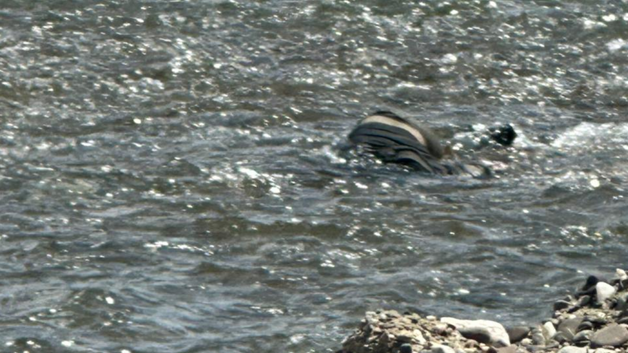На Закарпатті з річки Тиса дістали тіла ще трьох потопельників