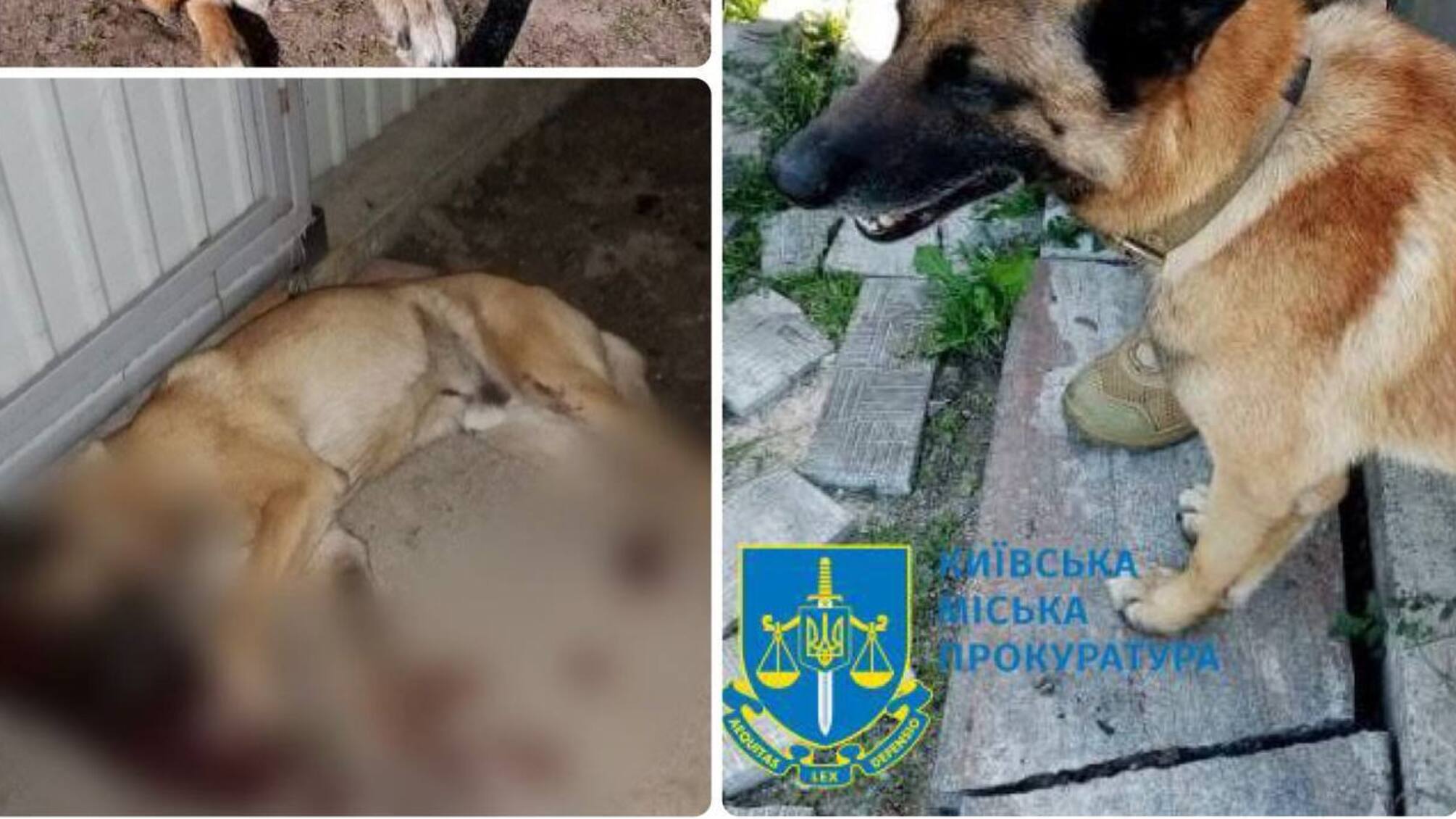 У Києві чоловік застрелив бельгійську вівчарку – йому повідомлено про підозру