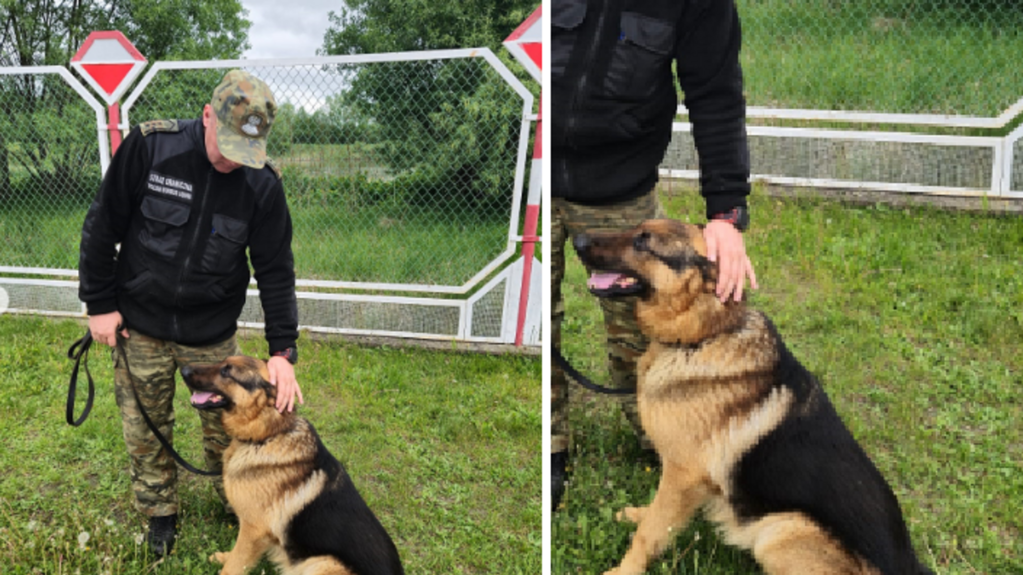 Белорусские пограничники 'открестились' от собаки, которая сбежала от них в Польшу (фото)