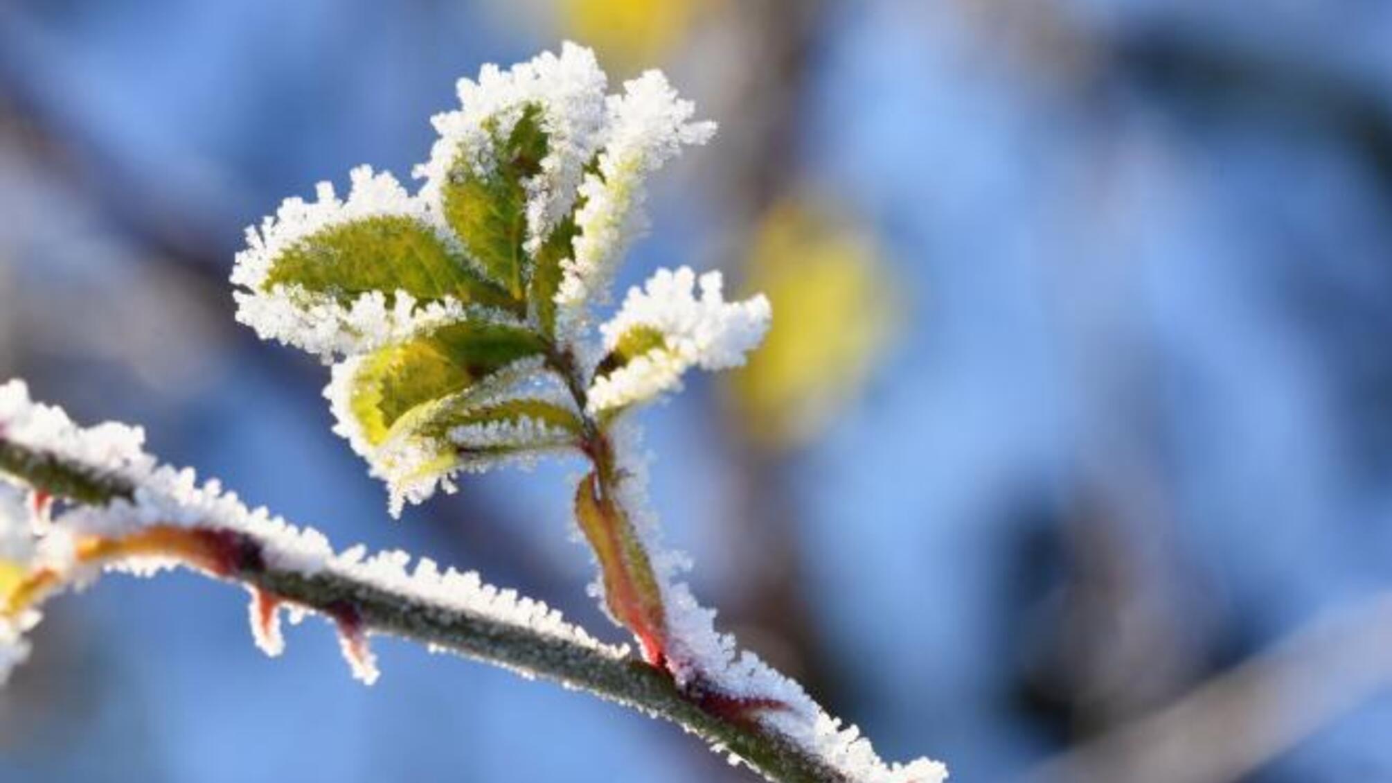 Синоптики предупредили о заморозках в Украине: названы три области, где будет холоднее всего